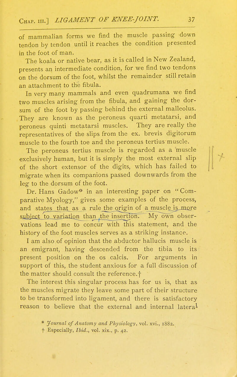 of mammalian forms we find the muscle passing down tendon by tendon until it reaches the condition presented in the foot of man. The koala or native bear, as it is called in New Zealand, presents an intermediate condition, for we find two tendons on the dorsum of the foot, whilst the remainder still retain an attachment to the fibula. In very many mammals and even quadrumana we find two muscles arising from the fibula, and gaining the dor- sum of the foot by passing behind the external malleolus. They are known as the peroneus quarti metatarsi, and peroneus quinti metatarsi muscles. They are really the representatives of the slips from the ex. brevis digitorum muscle to the fourth toe and the peroneus tertius muscle. The peroneus tertius muscle is regarded as a muscle exclusively human, but it is simply the most external slip of the short extensor of the digits, which has failed to migrate when its companions passed downwards from the leg to the dorsum of the foot. Dr. Hans Gadow* in an interesting paper on  Com- parative Myology, gives some examples of the process, and states thajLas_a rule the origin of a musclejs__moje vations lead me to concur with this statement, and the history of the foot muscles serves as a striking instance. I am also of opinion that the abductor hallucis muscle is an emigrant, having descended from the tibia to its present position on the os calcis. For arguments in support of this, the student anxious for a full discussion of the matter should consult the reference.f The interest this singular process has for us is, that as the muscles migrate they leave some part of their structure to be transformed into ligament, and there is satisfactory reason to believe that the external and internal lateral ser- * Journal of Anatomy and Physiology, vol. xvi., 1882. f Especially, Ibid., vol. xix., p. 42.