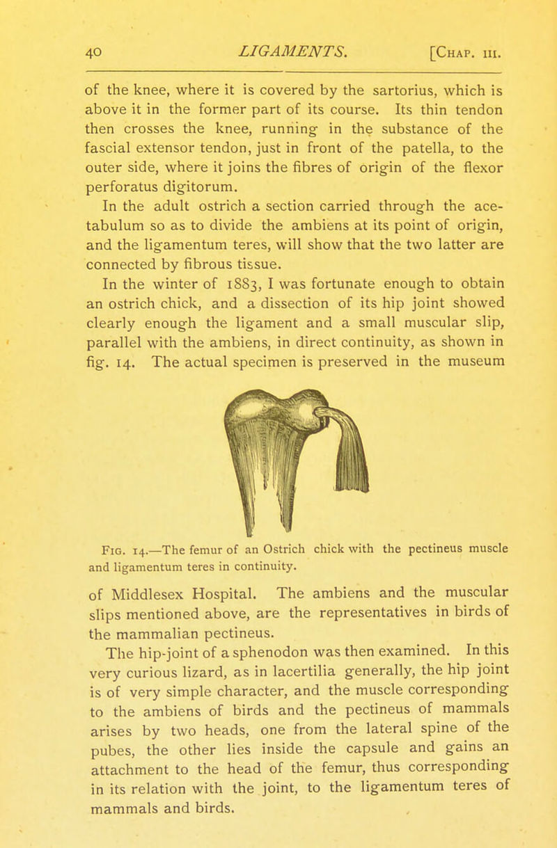 of the knee, where it is covered by the sartorius, which is above it in the former part of its course. Its thin tendon then crosses the knee, running1 in the substance of the fascial extensor tendon, just in front of the patella, to the outer side, where it joins the fibres of origin of the flexor perforatus digitorum. In the adult ostrich a section carried through the ace- tabulum so as to divide the ambiens at its point of origin, and the ligamentum teres, will show that the two latter are connected by fibrous tissue. In the winter of 1883, I was fortunate enough to obtain an ostrich chick, and a dissection of its hip joint showed clearly enough the ligament and a small muscular slip, parallel with the ambiens, in direct continuity, as shown in fig. 14. The actual specimen is preserved in the museum Fig. 14.—The femur of an Ostrich chick with the pectineus muscle and ligamentum teres in continuity. of Middlesex Hospital. The ambiens and the muscular slips mentioned above, are the representatives in birds of the mammalian pectineus. The hip-joint of a sphenodon was then examined. In this very curious lizard, as in lacertilia generally, the hip joint is of very simple character, and the muscle corresponding to the ambiens of birds and the pectineus of mammals arises by two heads, one from the lateral spine of the pubes, the other lies inside the capsule and gains an attachment to the head of the femur, thus corresponding in its relation with the joint, to the ligamentum teres of mammals and birds.