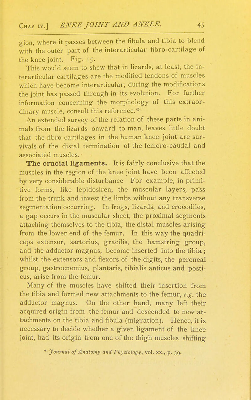 gion, where it passes between the fibula and tibia to blend with the outer part of the interarticular fibro-cartilage of the knee joint. Fig. 15. This would seem to shew that in lizards, at least, the in- terarticular cartilages are the modified tendons of muscles which have become interarticular, during the modifications the joint has passed through in its evolution. For further information concerning the morphology of this extraor- dinary muscle, consult this reference.0 An extended survey of the relation of these parts in ani- mals from the lizards onward to man, leaves little doubt that the fibro-cartilages in the human knee joint are sur- vivals of the distal termination of the femoro-caudal and associated muscles. The crucial ligaments. It is fairly conclusive that the muscles in the region of the knee joint have been affected by very considerable disturbance For example, in primi- tive forms, like lepidosiren, the muscular layers, pass from the trunk and invest the limbs without any transverse segmentation occurring. In frogs, lizards, and crocodiles, a gap occurs in the muscular sheet, the proximal segments attaching themselves to the tibia, the distal muscles arising from the lower end of the femur. In this way the quadri- ceps extensor, sartorius, gracilis, the hamstring group, and the adductor magnus, become inserted into the tibia ; whilst the extensors and flexors of the digits, the peroneal group, gastrocnemius, plantaris, tibialis anticus and posti- cus, arise from the femur. Many of the muscles have shifted their insertion from the tibia and formed new attachments to the femur, e.g. the adductor magnus. On the other hand, many left their acquired origin from the femur and descended to new at- tachments on the tibia and fibula (migration). Hence, it is necessary to decide whether a given ligament of the knee joint, had its origin from one of the thigh muscles shifting