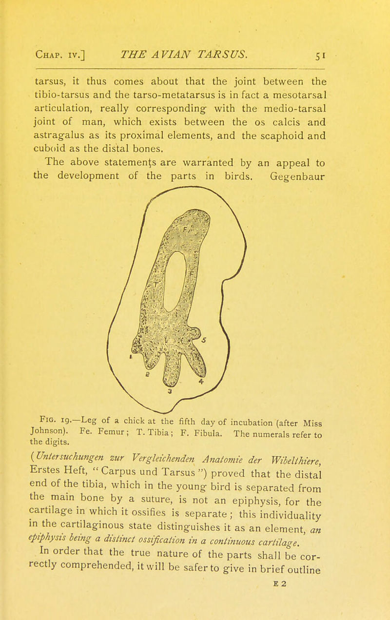 tarsus, it thus comes about that the joint between the tibio-tarsus and the tarso-metatarsus is in fact a mesotarsal articulation, really corresponding- with the medio-tarsal joint of man, which exists between the os calcis and astragalus as its proximal elements, and the scaphoid and cuboid as the distal bones. The above statements are warranted by an appeal to the development of the parts in birds. Gegenbaur Fig. ig.—Leg of a chick at the fifth day of incubation (after Miss Johnson). Fe. Femur; T. Tibia; F. Fibula. The numerals refer to the digits. {Uniersuchungen zur Vergleichenden Anatomie der Wibelthiere, Erstes Heft,  Carpus und Tarsus ») proved that the distal end of the tibia, which in the young bird is separated from the main bone by a suture, is not an epiphysis, for the cartilage in which it ossifies is separate ; this individuality in the cartilaginous state distinguishes it as an element, an epiphysis bei?ig a distinct ossification in a continuous cartilage. ' In order that the true nature of the parts shall be cor- rectly comprehended, it will be safer to give in brief outline E 2