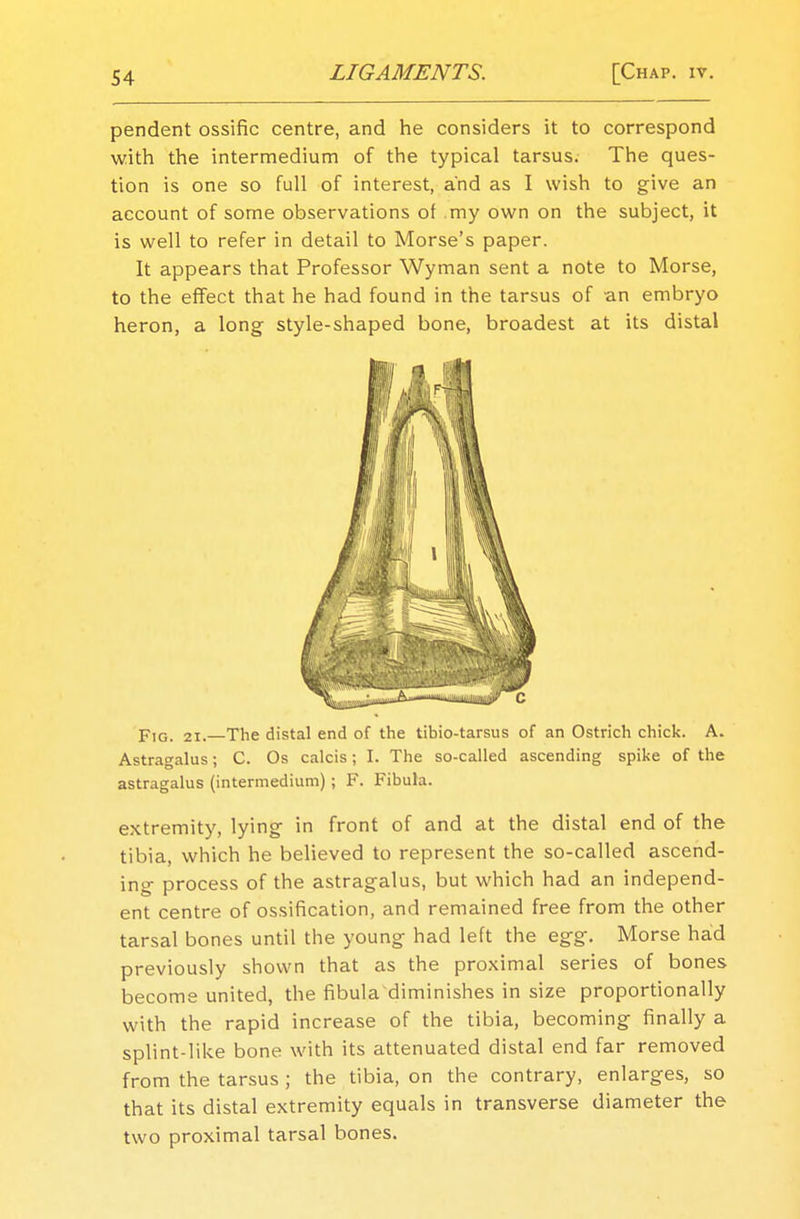 pendent ossific centre, and he considers it to correspond with the intermedium of the typical tarsus. The ques- tion is one so full of interest, and as I wish to give an account of some observations of .my own on the subject, it is well to refer in detail to Morse's paper. It appears that Professor Wyman sent a note to Morse, to the effect that he had found in the tarsus of an embryo heron, a long style-shaped bone, broadest at its distal Fig. 21.—The distal end of the tibio-tarsus of an Ostrich chick. A. Astragalus; C. Os calcis; I. The so-called ascending spike of the astragalus (intermedium) ; F. Fibula. extremity, lying in front of and at the distal end of the tibia, which he believed to represent the so-called ascend- ing process of the astragalus, but which had an independ- ent centre of ossification, and remained free from the other tarsal bones until the young had left the egg. Morse had previously shown that as the proximal series of bones become united, the fibula'diminishes in size proportionally with the rapid increase of the tibia, becoming finally a splint-like bone with its attenuated distal end far removed from the tarsus ; the tibia, on the contrary, enlarges, so that its distal extremity equals in transverse diameter the two proximal tarsal bones.