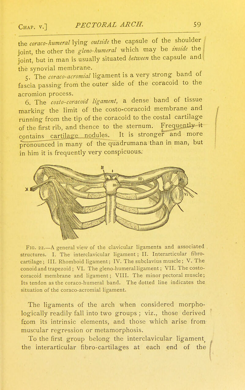 the coraco-humeral lying outside the capsule of the shoulder joint, the other the gleno-humeral which may be inside the joint' but in man is usually situated between the capsule and ; the synovial membrane. 5. The coraco-acromial ligament is a very strong- band of fascia passing from the outer side of the coracoid to the acromion process. 6. The costo-coracoid ligament, a dense band of tissue marking the limit of the costo-coracoid membrane and running from the tip of the coracoid to the costal cartilage of the first rib, and thence to the sternum. Frequently it contains _3J^i]a^e_nodjobs. It is stronger and more p^fonounced in many of the quadrumana than in man, but in him it is frequently very conspicuous. Fig. 22.—A general view of the clavicular ligaments and associated structures. I. The interclavicular ligament; II. Interarticular fibro- cartilage; III. Rhomboid ligament; IV. The subclavius muscle; V. The conoid and trapezoid; VI. The gleno-humeral ligament; VII. The costo- coracoid membrane and ligament; VIII. The minor pectoral muscle; Its tendon as the coraco-humeral band. The dotted line indicates the situation of the coraco-acromial ligament. The ligaments of the arch when considered morpho- logically readily fall into two groups ; viz., those derived from its intrinsic elements, and those which arise from muscular regression or metamorphosis. To the first group belong the interclavicular ligament the interarticular fibro-cartilages at each end of the