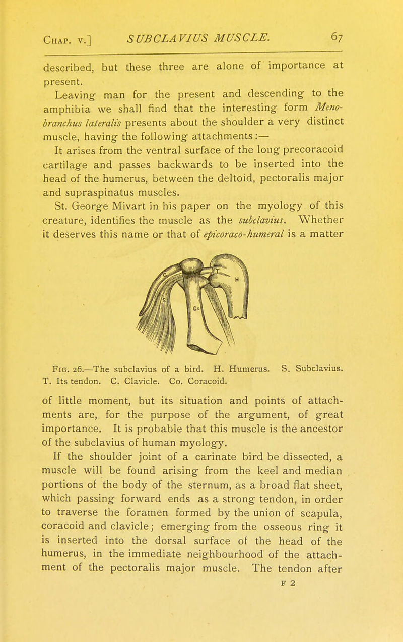 described, but these three are alone of importance at present. Leaving man for the present and descending to the amphibia we shall find that the interesting form Meno- branchus lateralis presents about the shoulder a very distinct muscle, having the following attachments:— It arises from the ventral surface of the long precoracoid cartilage and passes backwards to be inserted into the head of the humerus, between the deltoid, pectoralis major and supraspinatus muscles. St. George Mivart in his paper on the myology of this creature, identifies the muscle as the subclavius. Whether it deserves this name or that of epicoraco-humeral is a matter Fig. 26.—The subclavius of a bird. H. Humerus. S. Subclavius. T. Its tendon. C. Clavicle. Co. Coracoid. of little moment, but its situation and points of attach- ments are, for the purpose of the argument, of great importance. It is probable that this muscle is the ancestor of the subclavius of human myology. If the shoulder joint of a carinate bird be dissected, a muscle will be found arising from the keel and median portions of the body of the sternum, as a broad fiat sheet, which passing forward ends as a strong tendon, in order to traverse the foramen formed by the union of scapula, coracoid and clavicle; emerging from the osseous ring it is inserted into the dorsal surface of the head of the humerus, in the immediate neighbourhood of the attach- ment of the pectoralis major muscle. The tendon after f 2
