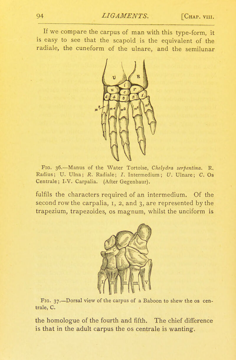 If we compare the carpus of man with this type-form, it is easy to see that the scapoid is the equivalent of the radiale, the cuneform of the ulnare, and the semilunar Fig. 36.—Manus of the Water Tortoise, Chelydra serpentina. R. Radius; U. Ulna; R. Radiale; I. Intermedium; U. Ulnare; C. Os Centrale; I-V. Carpalia. (After Gegenbaur). fulfils the characters required of an intermedium. Of the second row the carpalia, I, 2, and 3, are represented by the trapezium, trapezoides, os magnum, whilst the unciform is Fig. 37.—Dorsal view of the carpus of a Baboon to shew the os cen- trale, C. the homologue of the fourth and fifth. The chief difference is that in the adult carpus the os centrale is wanting.