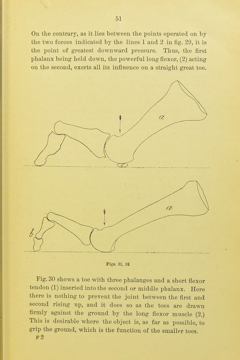 On the contrary, as it lies between the points operated on by the two forces indicated by the lines 1 and 2 in fig. 29, it is the point of greatest downward pressure. Thus, the first phalanx being held down, the powerful long flexor, (2) acting on the second, exerts all its influence on a straight great toe. Figs. 31, 32 Fig. 30 shows a toe with three phalanges and a short flexor tendon (1) inserted into the second or middle phalanx. Here there is nothing to prevent the joint between the first and second rising up, and it does so as the toes are drawn firmly against the ground by the long flexor muscle (2.) This is desirable where the object is, as far as possible, to grip the ground, which is the function of the smaller toes. F2