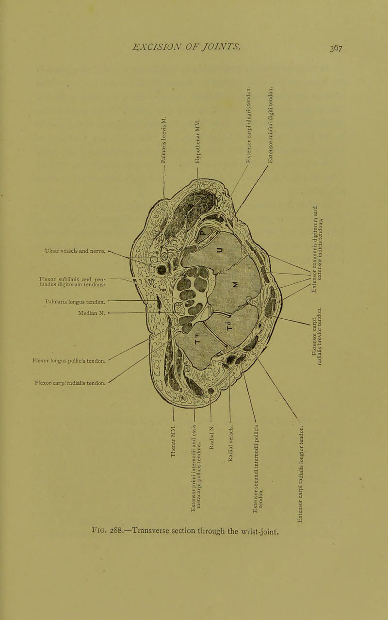 Fig, 288.—Transverse section through the wrist-joint.