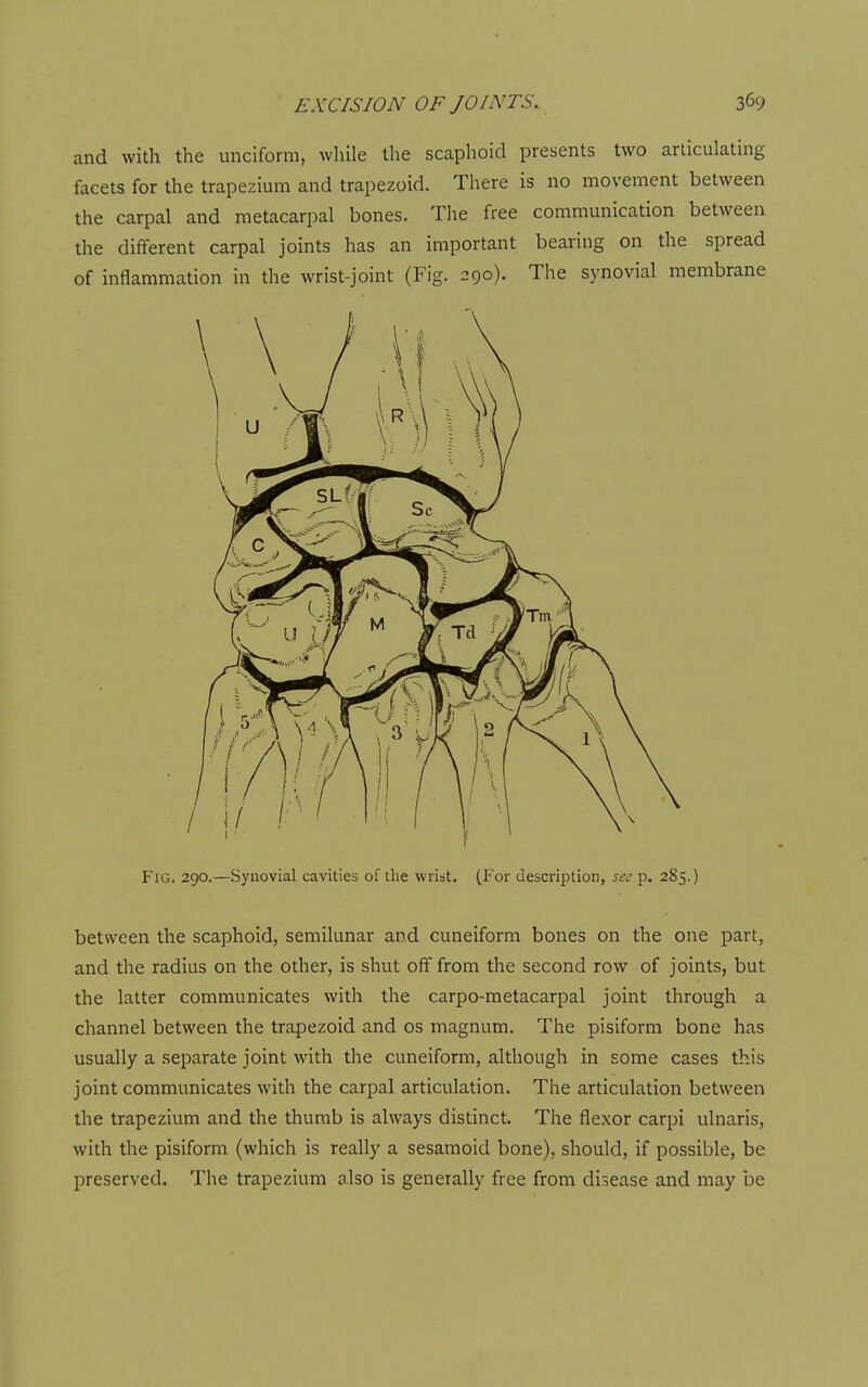and with the unciform, while the scaphoid presents two articulating facets for the trapezium and trapezoid. There is no movement between the carpal and metacarpal bones. The free communication between the different carpal joints has an important bearing on the spread of inflammation in the wrist-joint (Fig. 290). The synovial membrane Fig. 290.—Synovial cavities of the wrist. (For description, see p. 285.) between the scaphoid, semilunar and cuneiform bones on the one part, and the radius on the other, is shut off from the second row of joints, but the latter communicates with the carpo-metacarpal joint through a channel between the trapezoid and os magnum. The pisiform bone has usually a separate joint with the cuneiform, although in some cases this joint communicates with the carpal articulation. The articulation between the trapezium and the thumb is always distinct. The flexor carpi ulnaris, with the pisiform (which is really a sesamoid bone), should, if possible, be preserved. The trapezium also is generally free from disease and may be