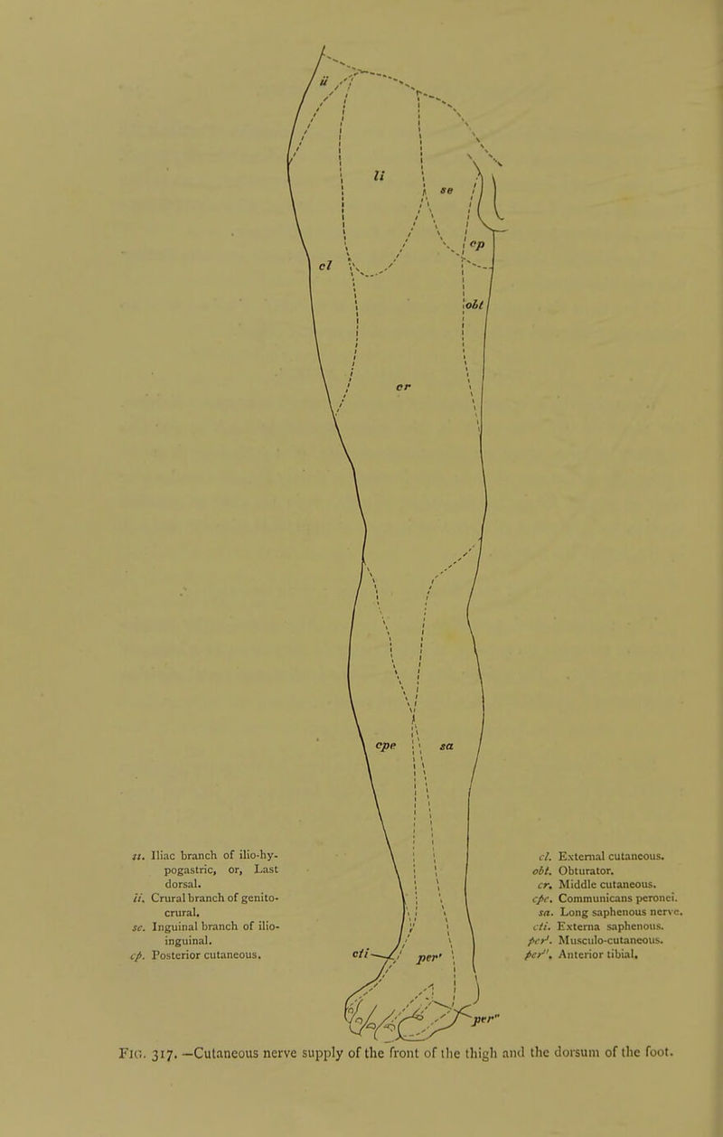 el \oht\ epe sa It. Iliac branch of ilio-hy- pogastric, or. Last dorsal. //. Crural branch of genito- crural. sc. Inguinal branch of ilio- inguinal. c^. Posterior cutaneous. c//- per' cl. External cutaneous. obt. Obturator. cr. Middle cutaneous. cpc, Communicans pcronci. sa. Long saphenous nerve. cti. Externa saphenous. per'. Musculo-cutaneoiis. pC)'. Anterior tibial. pvr Fig. 317. —Cutaneous nerve supply of the front of the thigh ami the dorsum of the foot.
