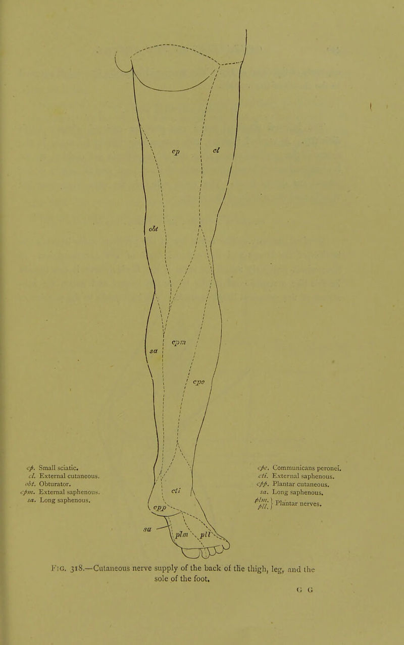 l'iG. 318.—Culaneous nerve supply of the back of tlie thigh, leg, and the sole of the foot.