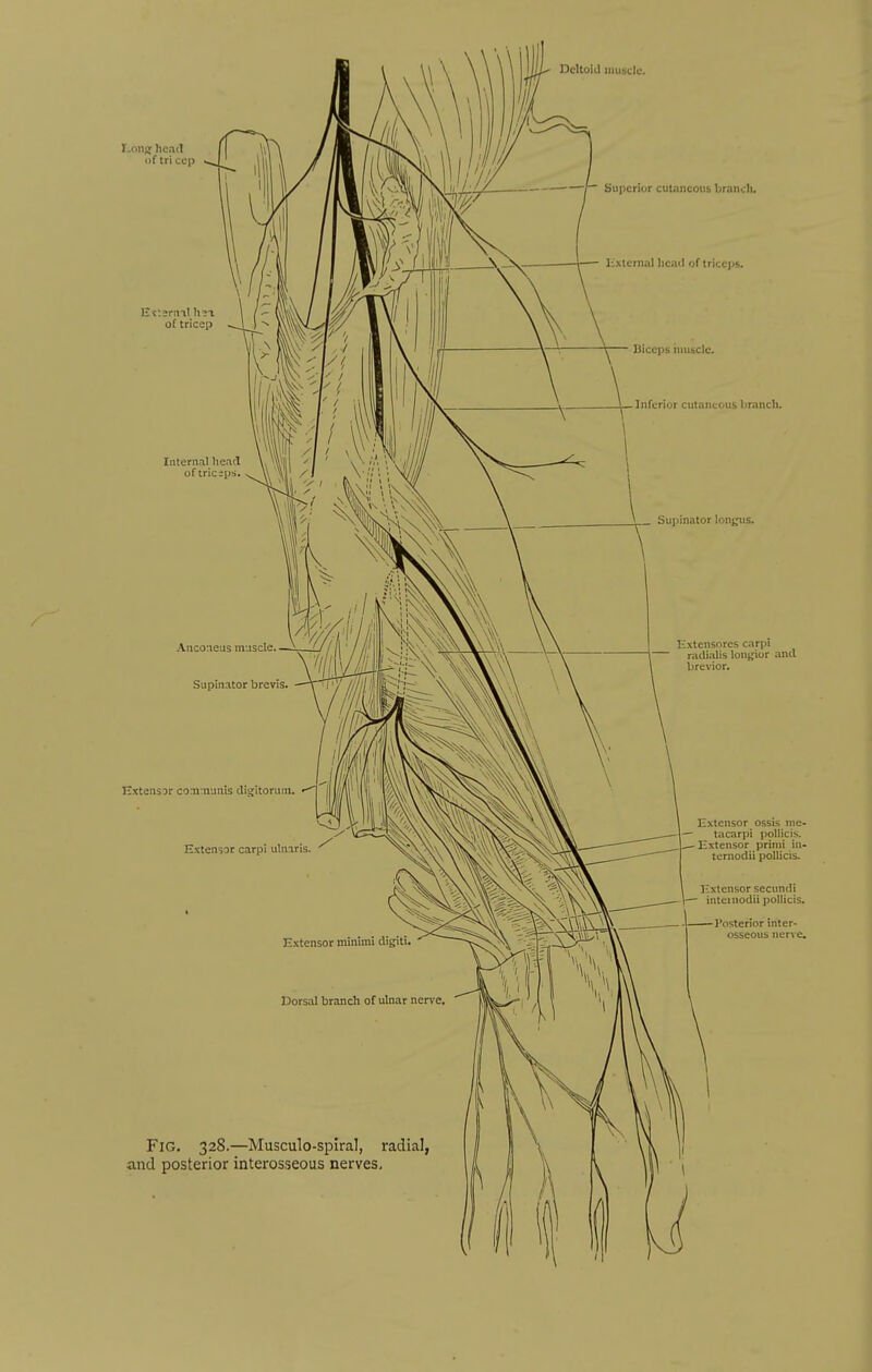Deltoid muscle. 1-011)1 head of tri cep f Superior cutaneousi brancli. lixtcrnal liead of triccjjs. of tricep Internal IieacI of tricips Supinator longiis. liiceps inuitClo. Inferior cutaneous branch. .\nco:ieus muscle, Supinator brevis. Kxtensores carpi radialis loni;ior and brevior. E.xtenSDr communis diijitorum. Extensor carpi ulniris. Extensor ossis ine- tacarpi pollicis. Extensor prinii in- temodii pollicis. Extensor sccundi inteinodii pollicis. — I'osterior inter- osseous nerve. Dorsal branch of ulnar nerve, Fig. 328.—Musculo-spiral, radial, and posterior interosseous nerves.