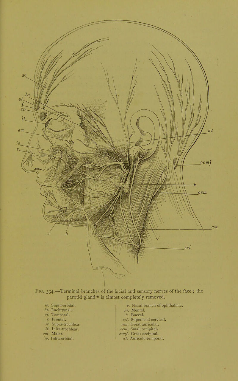 Fig. 334.—Terminal branches of the facial and sensory nerves of the face ; the parotid gland* is almost completely removed. so. Supra-orbital. ia. Lachrymal. ot. Temporal. /. Frontal. st. Supra-trochlcar. it. Infra-trochlcar. lyin. Malar. io. Infra-orbital. e. Nasal branch of ophthalmic. m. Mental. l>. Buccal. sci. Superficial cervical. am. Great auricular. octii. Small occipital. ociiij. Great occipital. at. Auriculo-temporal.