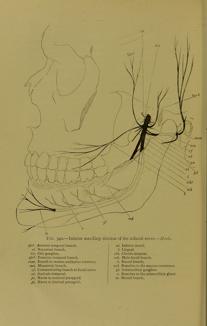 mac Fig. 340.—Inferior maxillary division of the trifacial nerve.—Henle. tpr^. Anterior temporal branch. ri. Recurrent branch. Go. Otic ganglion. tpT'. Posterior temporal branch. luae. Branch to meatus auditorius e.xternus. tna. Masseteric branch, cf. Communicating branch to facial nerve at, Auriculo-temporal. ■pe. Nerve to external pterygoid. pi. Nerve to internal pterygoid. ai. Inferior dental. Lingual. clit. Chorda tympani. jiih. Mylo-hyoid branch. b. Buccal branch. ittd. Branches to the mucous membrane. gl. Subma.\illary ganglion. s. Branches to the subma.xillary gland. in. Mental branch.