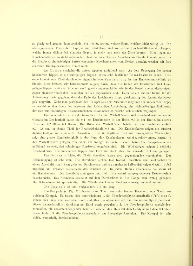 zu glasig und grauer; dann erscheint ein lichter, zarter, weisser Saum, welcher leicht wellig ist. Die nächstgelegenen Theile der Diaphyse sind dunkelroth und von zarten Knochenbälkchen durchzogen, welche immer dichter bei einander liegen, je mehr man nach der Mitte kommt. Hier liegen die Knochenbälkchen so dicht aneinander, dass ein sklerotisches Aussehen zu Stande kommt, zumal in der Diaphyse ein mächtiger harter compacter Knochenmantel vom Periost ausgeht, welcher mit dem centralen Diaphysenknochen verschmilzt. Am Thorax erscheint die untere Apertur auffallend weit. An dem Uebergang der harten knöchernen Rippen in die knorpeligen Rippen ist ein sehr deutlicher Rosenkranz zu sehen. Der- selbe kommt zum Theil durch eine eigentümliche Verschiebung in der Knochenknorpellinie zu Stande; diese besteht, wie Durchschnitte zeigen, darin, dass die Enden der knöchernen und knor- peligen Rippen, statt sich in einer sanft geschwungenen Linie, wie in der Regel, aneinanderzusetzen, gegen einander verschoben, scheinbar seitlich abgewichen sind. Dann ist ein anderer Grund für die Auftreibung darin gegeben, dass das Ende der knöchernen Rippe glockenartig den Ansatz des Knor- pels umgreift. Zieht man gewaltsam den Knorpel aus dem Zusammenhang mit der knöchernen Rippe, so ensteht an dem Ende der letzteren eine kelchartige Aushöhlung, ein trichterförmiger Hohlraum, der sich aus blattartigen Knochenstückchen zusammensetzt, welche sich zierlich verjüngen. Die Wirbelsäule ist sehr beweglich. In den Wirbelkörpern sind Knochenkerne von ovaler Gestalt; im Lendentheil haben sie 0,4 cm Durchmesser in der Höhe, 0,6 in der Breite, im oberen Brusttheil 0,2 Höhe, 0,4 Breite. Die Höhe der Wirbelkörper beträgt in der Lendenwirbelsäule 0,7—0,8 cm, im oberen Theil der Brustwirbelsäule 0,5 cm. Die Knochenkerne zeigen ein äusserst dichtes Gefüge und steinharte Consistenz. Die in sagittaler Richtung durchgesägte Wirbelsäule zeigt eine grosse Regelmässigkeit in der Lage der Knochenkerne, welche, relativ gross, central in den Wirbelkörpern gelegen, von einem nur wenige Millimeter dicken, bläulichen Knorpelsaum von auffallend weicher, fast schleimiger Consistenz umgeben sind. Die Wirbelbögen zeigen 2 seitliche Knochenkerne. Die knöchernen Rippen sind kurz und stark über die normale Richtung gebogen. Das Becken ist klein, die Theile desselben lassen sich gegeneinander verschieben. Der Beckeneingang ist sehr weit. Die Darmbeine stehen fast frontal; dieselben sind verknöchert in einem Abschnitt von 1,5 cm grösstem Durchmesser und von annähernd halbkreisförmiger Gestalt, wobei ungefähr am Foramen ischiadicum das Centrum ist. In jedem Ramus descendens oss. ischii ist ein Knochenkern. Die Acetabula sind gross und tief. Ein scharf ausgesprochenes Promontorium besteht nicht. Das Kreuzbein erscheint auf dem Durchschnitt in der Länge sehr wenig gebogen. Der Schambogen ist spitzwinklig. Die Wände des kleinen Beckens convergiren nach unten. Die Clavicula ist total verknöchert, 3,7 cm. lang. — Die Scapula (s. Fig. V ) besteht zum Theil aus sehr hartem Knochen, zum Theil aus weichem Knorpel. Es lassen' sich unterscheiden: 1. die Chondroepiphysis marginalis (Uffelmann), welche sich längs dem medialen Rand und über die obere mediale und die untere Spitze erstreckt. Dieser Knorpelstreif ist durchweg am Rand stark gewulstet; 2. die Chondroepiphysis condyloideo- coracoidea, ein zusammenhängender Knorpel, welcher den Hals mit dem Condylus und dem Schulter- haken bildet; 3. die Chondroepiphysis acromialis, das knorpelige Acromion. Der Knorpel ist sehr weich, wasserhell, durchscheinend.