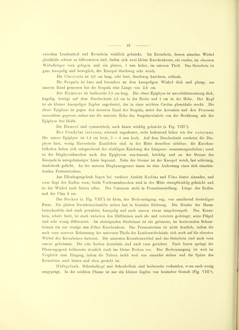 zwischen Lendentlieil und Kreuzbein winklich geknickt. Im Kreuzbein, dessen einzelne Wirbel gleichfalls schwer zu differenciren sind, finden sich zwei kleine Knochenkerne, ein runder, im obersten Wirbelkörper vorn gelegen, und ein platter, 1 mm hoher, im unteren Theil. Das Steissbein ist ganz knorpelig und beweglich, der Knorpel durchweg sehr weich. Die Clavicula ist 2,6 cm lang, sehr hart, durchweg knöchern, schlank. Die Scapula ist kurz und besonders an dem knorpeligen Winkel dick und plump; am inneren Rand gemessen hat die Scapula eine Länge von 2,2 cm. Der Humerus ist beiderseits 3,8 cm lang. Die obere Epiphyse ist unverhältnissmässig dick, kugelig, beträgt auf dem Durchschnitt 1,8 cm in der Breite und 1 cm in der Höhe. Der Kopf ist als kleiner knorpeliger Zapfen angedeutet, der in einer seichten Cavitas glenoidalis steckt. Die obere Epiphyse ist gegen den äusseren Rand der Scapula, unter das Acromion und den Processus coracoideus gepresst, sodass nur die unterste Ecke des Scapularwinkels von der Berührung mit der Epiphyse frei bleibt. Die Ilumeri sind symmetrisch, nach Innen winklig geknickt (s. Fig. VIII1). Der Condylus internus, schwach angedeutet, steht bedeutend höher wie der externus. Die untere Epiphyse ist 1,4 cm breit, 3 — 4 mm hoch. Auf dem Durchschnitt erscheint die Dia- physe hart, wenig Haversische Kanälchen sind in der Mitte derselben sichtbar; die Knochen- bälkchen haben sich entsprechend der winkligen Knickung der Längsaxe zusammengeschoben; sonst ist der Diaphysenknochen nach den Epiphysen zunehmend, bröcklig und an der Grenze des Knorpels in uuregelmässiger Linie begrenzt. Nahe der Grenze ist der Knorpel weich, fast schleimig, dunkelroth gefärbt. An der unteren Diaphysengrenze innen ist eine Andeutung eines sich einschie- benden Perioststreifens. Am Ellenbogengelenk liegen bei vorderer Ansicht Radius und Ulna hinter einander, und zwar liegt der Radius vorn; beide Vorderarmknochen sind in der Mitte stumpfwinklig geknickt und ist der Winkel nach hinten offen. Der Unterarm steht in Pronationsstellung. Länge des Radius und der Ulna 2 cm. Das Becken (s. Fig. VHP) ist klein, der Beckeneingang eng, von annähernd dreieckiger Form. Die platten Darmbeinschaufeln stehen fast in frontaler Richtung. Die Ränder der Darm- beinschaufeln sind stark gewulstet, knorpelig und nach aussen etwas umgekrempelt. Das Kreuz- bein, relativ breit, ist stark zwischen den Hüftbeinen nach ab- und vorwärts gedrängt; seine Flügel sind sehr wenig differenzirt. Im absteigenden Sitzbeinast ist ein grösserer, im horizontalen Scham- beinast ein nur wenige mm dicker Knochenkern. Das Promontorium ist nicht deutlich, indem die nach vorn convexe Krümmung des untersten Theils der Lendenwirbelsäule sich noch auf die obersten Wirbel des Kreuzbeines fortsetzt. Die untersten Kreuzbeinwirbel und das Steissbein sind nach vorn concav gekrümmt. Die sehr flachen Acetabula sind nach vorn gerichtet. Nach Innen springt die Pfannengegend beiderseits ziemlich stark ins kleine Becken vor. Der Beckenausgang ist weit im Vergleich zum Eingang, indem die Tubera ischii weit von einander stehen und die Spitze des Kreuzbeins nach hinten und oben gerückt ist. Hüftgelenk. Schenkelkopf und Schenkelhals sind beiderseits vorhanden, wenn auch wenig ausgeprägt. In der seichten Pfanne ist nur ein kleiner Zapfen von konischer Gestalt (Fig. VIII3),