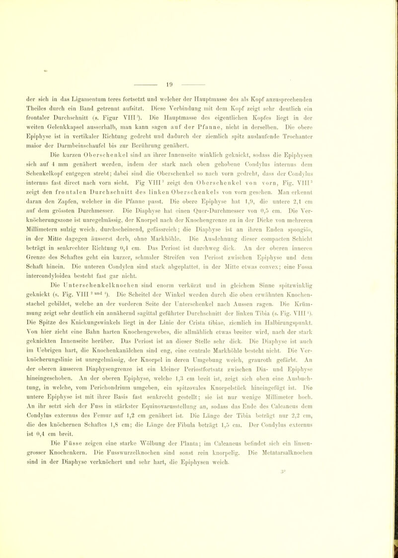der sich in das Ligamentum teres fortsetzt und welcher der Hauptmasse des als Kopf anzusprechenden Theiles durch ein Band getrennt aufsitzt. Diese Verbindung mit dem Kopf zeigt sehr deutlich ein frontaler Durchschnitt (s. Figur VHP). Die Hauptmasse des eigentlichen Kopfes liegt in der weiten Gelenkkapsel ausserhalb, man kann sagen auf der Pfanne, nicht in derselben. Die obere Epiphyse ist in vertikaler Richtung gedreht und dadurch der ziemlich spitz auslaufende Trochanter maior der Darmbeinschaufel bis zur Berührung genähert. Die kurzen Oberschenkel sind an ihrer Innenseite winklich geknickt, sodass die Epiphysen sich auf 4 mm genähert werden, indem der stark nach oben gehobene Condylus internus dem Schenkelkopf entgegen strebt; dabei sind die Oberschenkel so nach vorn gedreht, dass der Condylus internus fast direet nach vorn sieht. Pig VIII2 zeigt den Oberschenkel von vorn, Fig. VIII3 zeigt den frontalen Durchschnitt des linken 0berschenkels von vorn gesehen. Man erkennt daran den Zapfen, welcher in die Pfanne passt. Die obere Epiphyse hat 1,0, die untere 2,1 cm auf dem grössten Durchmesser. Die Diaphyse hat einen Quer-Durchmesser von 0,5 cm. Die Ver- knöcherungszone ist unregelmässig, der Knorpel nach der Knochengrenze zu in der Dicke von mehreren Millimetern sulzig weich, durchscheinend, gefässreich; die Diaphyse ist an ihren Enden spongiös, in der Mitte dagegen äusserst derb, ohne Markhöhle. Die Ausdehnung dieser compacten Schicht beträgt in senkrechter Richtung 0,4 cm. Das Periost ist durchweg dick. An der oberen inneren Grenze des Schaftes geht ein kurzer, schmaler Streifen von Periost zwischen Epiphyse und dem Schaft hinein. Die unteren Condylen sind stark abgeplattet, in der Mitte etwas convex; eine Fossa intercondyloidea besteht fast gar nicht. Die Unterschenkelknochen sind enorm verkürzt und in gleichem Sinne spitzwinklig geknickt (s. Fig. VIII 2 und '). Die Scheitel der AVinkel werden durch die oben erwähnten Knochen- stachel gebildet, welche an der vorderen Seite der Unterschenkel nach Aussen ragen. Die Krüm- mung zeigt sehr deutlich ein annähernd sagittal geführter Durchschnitt der linken Tibia (s. Fig. VIII ')• Die Spitze des Knickungswinkels liegt in der Linie der Crista tibiae, ziemlich im Halbirungspunkt. Von hier zieht eine Bahn harten Knochengewebes, die allmählich etwas breiter wird, nach der stark geknickten Innenseite herüber. Das Periost ist an dieser Stelle sehr dick. Die Diaphyse ist auch im Uebrigen hart, die Knochenkanälchen sind eng, eine centrale Markhöhle besteht nicht. Die Ver- knöcherungslinie ist unregelmässig, der Knorpel in deren Umgebung weich, grauroth gefärbt. An der oberen äusseren Diaphysengrcnze ist ein kleiner Periostfortsatz zwischen Dia- und Epiphyse hineingeschoben. An der oberen Epiphyse, welche 1,3 cm breit ist, zeigt sich oben eine Ausbuch- tung, in welche, vom Perichondrium umgeben, ein spitzovales Knorpelstück hineingefügt ist. Die untere Epiphyse ist mit ihrer Basis fast senkrecht gestellt; sie ist nur wenige Millimeter hoch. An ihr setzt sich der Fuss in stärkster Equinovarusstellung an, sodass das Ende des Calcaneus dem Condylus externus des Femur auf 1,2 cm genähert ist. Die Länge der Tibia beträgt nur 2,2 cm, die des knöchernen Schaftes 1,8 cm; die Länge der Fibula beträgt 1,5 cm. Der Condylus externus ist 0,4 cm breit. Die Füsse zeigen eine starke Wölbung der Planta; im Calcaneus befindet sich ein linsen- grosser Knochenkern. Die Fusswurzelknochen sind sonst rein knorpelig. Die Metatarsalknochen sind in der Diaphyse verknöchert und sehr hart, die Epiphysen weich. 3*