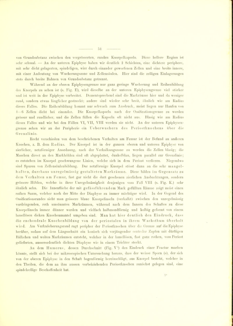 von Grundsubstanz zwischen den vergrößerten, runden Knorpelkapseln. Diese hellere Region ist sehr schmal. — An der unteren Epiphyse haben wir deutlich 2 Schichten, eine dichtere periphere, mit sehr dicht gelagerten, spindeligen, wirr durch einander geworfenen Zellen und eine breite innere, mit einer Andeutung von Wucherungszone und Zellensäulen. Hier sind die zelligen Einlagerungen stets durch breite Bahnen von Grrundsubstanz getrennt. AVährcnd an der oberen Epiphysengrenze nur ganz geringe Wucherung und Reihenbildung des Knorpels zu sehen ist (s. Fig. E), wird dieselbe an der unteren Epiphysengrenze viel stärker und ist weit in der Epiphyse verbreitet. Dementsprechend sind die Markräume hier und da weniger rund, sondern etwas länglicher gestreckt; andere sind wieder sehr breit, ähnlich wie am Radius dieses Falles. Die Reihenbildung kommt nur schwach zum Ausdruck, meist liegen nur Haufen von I—6 Zellen dicht bei einander. Die Knorpclkapseln nach der Ossificationsgrcnze zu werden grösser und rundlicher, und die Zellen füllen die Kapseln oft nicht aus. Blasig wie am Radius dieses Falles und wie bei den Fällen VI, VII, VIII werden sie nicht. An der unteren Epiphysen- grenze sehen wir an der Peripherie ein Ueberwuchern des Periostkno chens über die Grenzlinie. Recht verschieden von dem beschriebenen Verhalten am Femur ist der Befund an anderen Knochen, z. B. dem Radius. Der Knorpel ist in der ganzen oberen und unteren Epiphyse von zierlicher, netzförmiger Anordnung, nach der Verkalkungszone zu werden die Zellen blasig; die Maschen direct an den Markhöhlen sind oft abgeplattet, dunkelblau, liegen parallel zur Grenzlinie; es entstehen im Knorpel geschwungene Linien, welche sich in dem Periost verlieren. Nirgendwo sind Spuren von Zellensäulcnbildung. Der netzförmige Knorpel stösst dann an die sehr mangel- haften, durchaus unregelmässig gestalteten Markräume. Diese bilden im Gegensatz zu dem Verhalten am Femur, fast gar nicht die dort gesehenen zierlichen Ausbuchtungen, sondern grössere Höhlen, welche in ihrer Unregelmässigkeit denjenigen vom Fall VIII (s. Fig. K.) sehr ähnlich sehn. Die Innenfläche der mit gefässführendem Mark gefüllten Räume zeigt meist einen rothen Saum, welcher nach der Mitte der Diaphyse zu immer mächtiger wird. In der Gegend des Ossificationsrandes sieht man grössere blaue Knorpelinseln (verkalkt) zwischen den unregelmässig vordringenden, roth umsäumten Markräumen, während nach dem Innern des Schaftes zu diese Knorpelinscln immer dünner werden und vielfach halbmondförmig und kolbig geformt von einem lamellösen dicken Knochenmantel umgeben sind. Man hat hier deutlich den Eindruck, dass die enchondrale Knochenbildung von der periostalen in ihrem Wachsthum überholt wird. Am Verknöcherungsrand ragt peripher der Periostknochen über die Grenze auf die Epiphyse herüber, sodass auf dem Längsschnitt ein konisch sich verjüngender centraler Zapfen mit dürftigen Bälkchcn und weiten Markräumen entsteht, welcher in der lamellösen, fast ganz rothen, vom Periost gelieferten, ausserordentlich dichten Diaphyse wie in einem Trichter steckt. An dem Humerus, dessen Durchschnitt (Fig. V) den Eindruck einer Fractur machen könnte, stellt sich bei der mikroscopischen Untersuchung heraus, dass der weisse Sporn (s), der sich von der oberen Epiphyse in den Schaft bogenförmig hereinschlägt, aus Knorpel besteht, welcher in den Theilen, die dem an ihm aussen vorbeiziehenden Periostknochen zunächst gelegen sind, eine spindelzellige Beschaffenheit hat. V