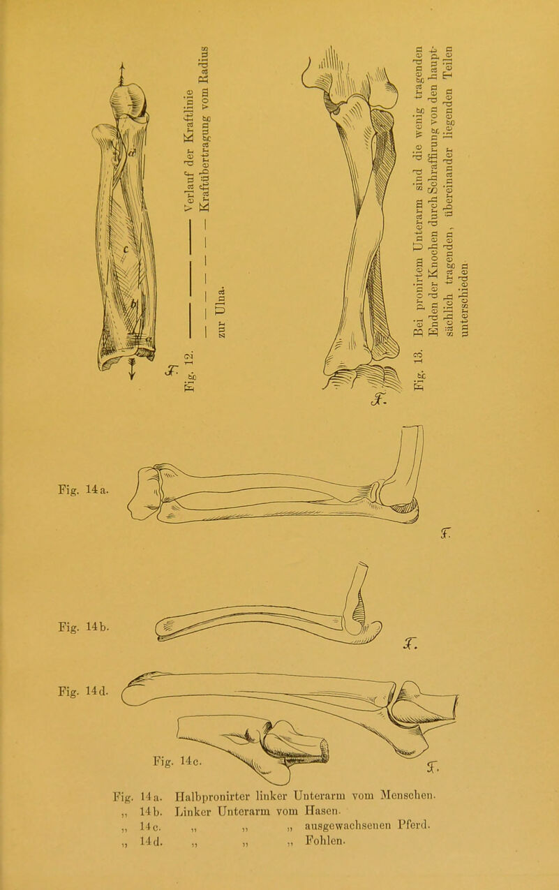 Fig. 14a. Halbpronirtcr linker Unterarm vom Menschen. „ 14b. Linker Unterarm vom Hasen. „ 14 c. „ I) ausgewachsenen Pferd. „ 14 d. „ „ „ Fohlen.