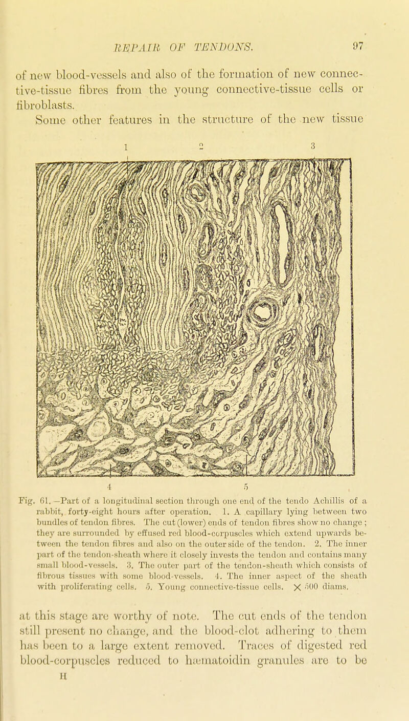 of new blood-vessels and also of the formation of new connec- tive-tissue fibres from the young connective-tissue cells or fibroblasts. Some other features in the structure of the new tissue 1 2 3 4 5 Fig. fil. —Part of a lougitiuliiial section through one end of the tendo Achillis of a nihbit, forty-eight hours after operation. 1. A capillary lying lietween two bundles of tendon fibres. The cut (lower) cuds of tendon fibres show no change ; they are surrounded f)y elTused red blood-corpuscles which extend upwards be- tween the tendon fifues and also on the outer side of the tendon. 2. The inuer part of tlio tendon-sheath where it closely invests tlio tendon and contains nuiuy small blood-vessels. 3. The outer pai-t of the tendon-sheath which consists of tibi'ous tissues with some blood-vessels. 1. The inner aspect of the sheath with proliferating cells. ■'). Young connective-tissue colls. X ''O diams. at this stage are worthy of note. The cut ends of the tendon still present no change, and the blood-clot adhering to them has been to a large extent removed. Traces of digested red blood-corpuscles reduced to hiematoidin granules are to be H