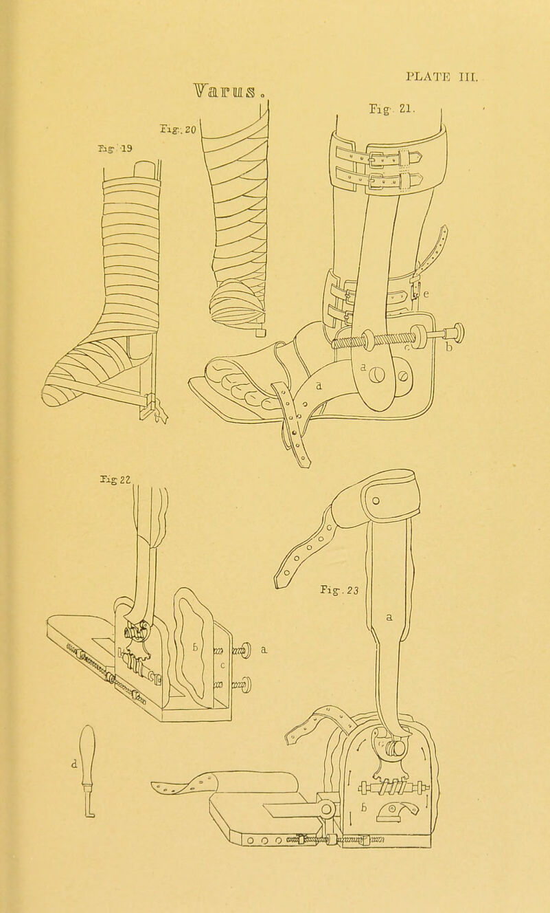 PLATE III. Tardus.