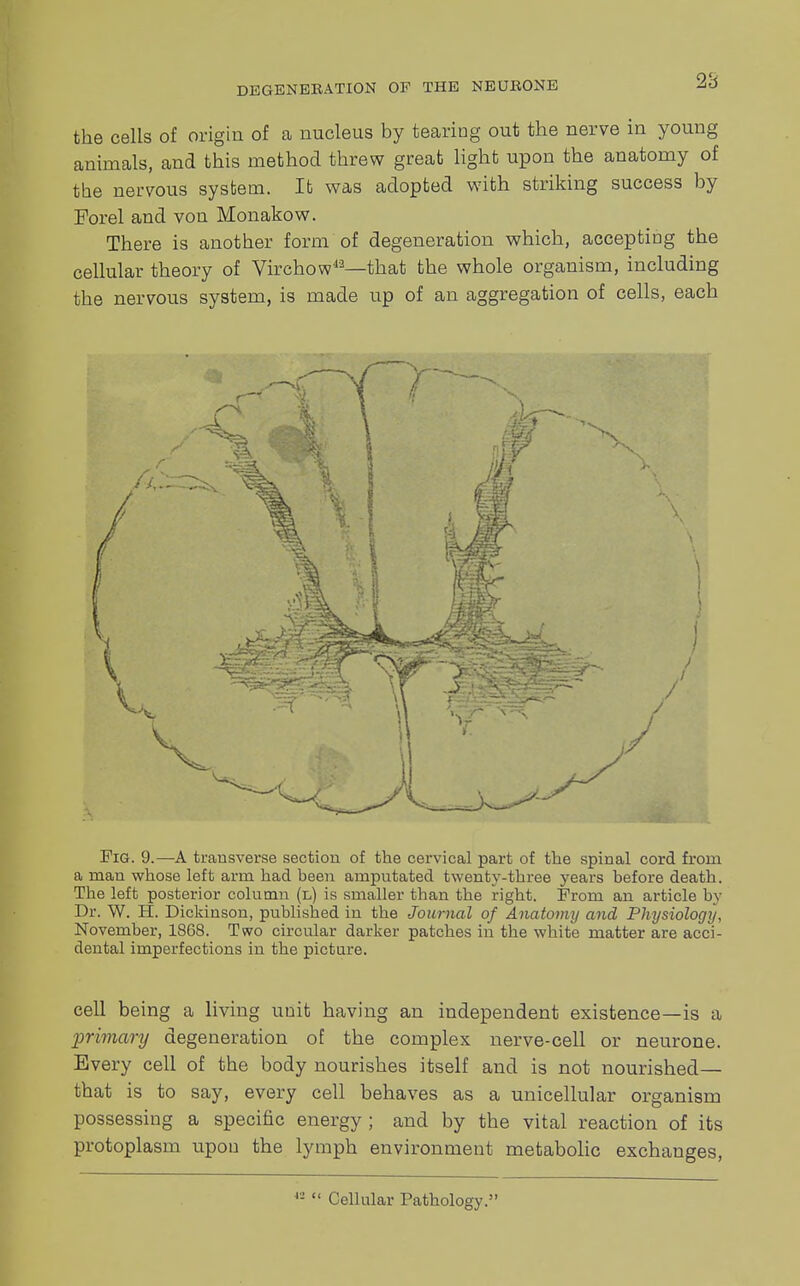 the cells of origin of a nucleus by tearing out the nerve in young animals, and this method threw great light upon the anatomy of the nervous system. It was adopted with striking success by Forel and von Monakow. There is another form of degeneration which, accepting the cellular theory of Virehow42—that the whole organism, including the nervous system, is made up of an aggregation of cells, each Fig. 9.—A transverse section of the cervical part of the spinal cord from a man whose left arm had been amputated twenty-three years before death. The left posterior column (l) is smaller than the right. Prom an article by Dr. W. H. Dickinson, published in the Journal of Anatomy and Physiology, November, 1868. Two circular darker patches in the wbite matter are acci- dental imperfections in the picture. cell being a living unit having an independent existence—is a •primary degeneration of the complex nerve-cell or neurone. Every cell of the body nourishes itself and is not nourished— that is to say, every cell behaves as a unicellular organism possessing a specific energy ; and by the vital reaction of its protoplasm upon the lymph environment metabolic exchanges, Cellular Pathology.