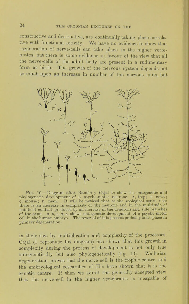 constructive and destructive, are continually taking place correla- tive with functional activity. We have no evidence to show that regeneration of nerve-cells can take place in the higher verte- brates, but there is some evidence in favour of the view that all the nerve-cells of the adult body are present in a rudimentary form at birth. The growth of the nervous system depends not so much upon an increase in number of the nervous units, but Fig. 10.—Diagram after Ramon y Cajal to show the ontogenetic and phylogenetic development of a psycho-motor neurone. A, frog; b, newt; c, mouse; d, man. It will be noticed that as the zoological series rises there is an increase in complexity of the neurone and in the multitude of points of contact produced by an increase in the dendrons and side branches of the axon, a, b, c, d, e, shows ontogenetic development of a psycho-motor cell in the human embryo. The reversal of this process probably takes place in primary degeneration. in their size by multiplication and complexity of the processes. Cajal (I reproduce his diagram) has shown that this growth in complexity during the process of development is not only true ontogenetically but also phylogenetically (fig. 10). Wallerian degeneration proves that the nerve-cell is the trophic centre, and the embryological researches of His have shown that it is the genetic centre. If then we admit the generally accepted view that the nerve-cell in the higher vertebrates is incapable of