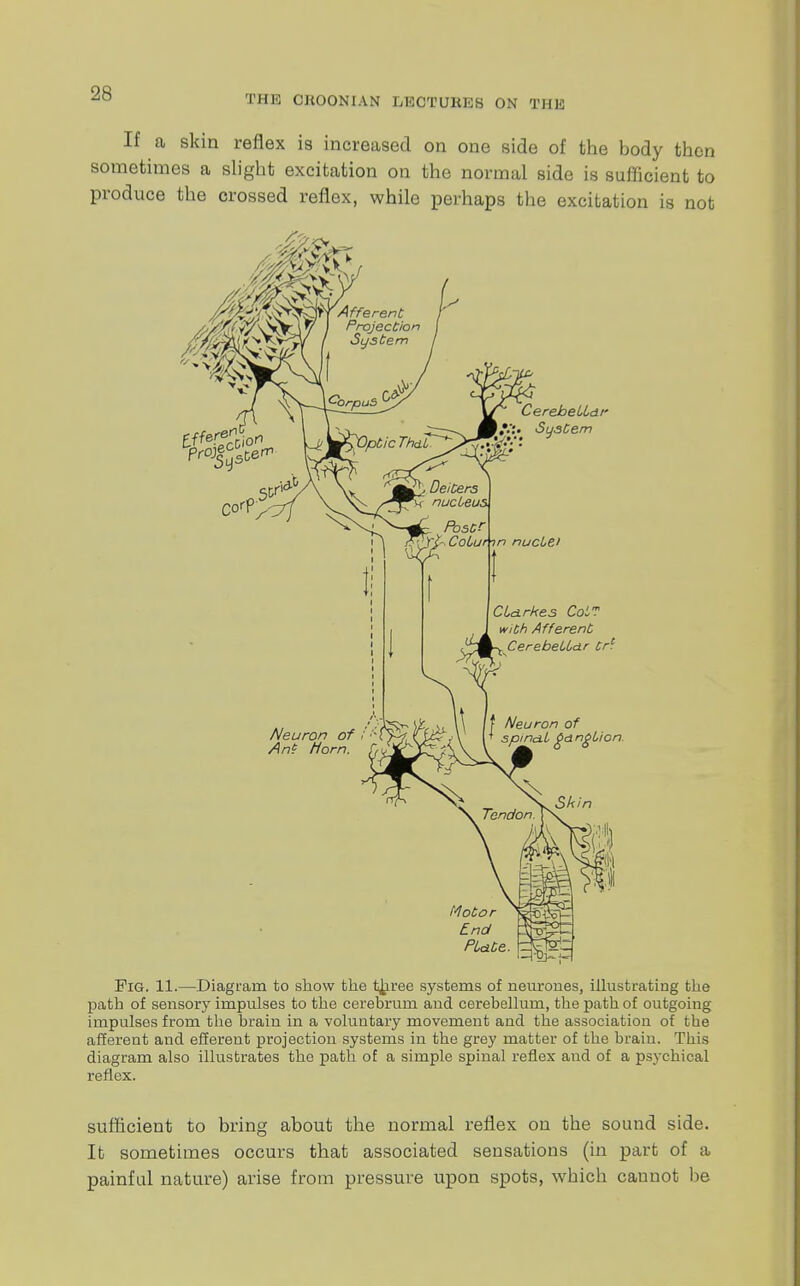 THF, CJtOONIAN L10TUBBB ON THIS If a skin reflex is increased on one side of the body then sometimes a slight excitation on the normal side is sufficient to produce the crossed reflex, while perhaps the excitation is not CLarkes CoLT with Afferent \ CerebeiLd.r Crc Pig. 11.—Diagram, to show the t^iree systems of neurones, illustrating the path of sensory impulses to the cerebrum and cerebellum, the path of outgoing impulses from the brain in a voluntary movement and the association of the afferent and efferent projection systems in the grey matter of the brain. This diagram also illustrates the path of a simple spinal reflex and of a psychical reflex. sufficient to bring about the normal reflex on the sound side. It sometimes occurs that associated sensations (in part of a painful nature) arise from pressure upon spots, which cannot be