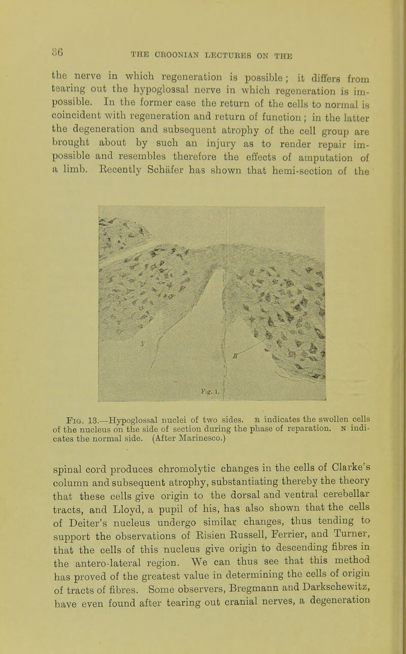 the nerve in which regeneration is possible; it differs from tearing out the hypoglossal nerve in which regeneration is im- possible. In the former case the return of the cells to normal is coincident with regeneration and return of function ; in the latter the degeneration and subsequent atrophy of the cell group are brought about by such an injury as to render repair im- possible and resembles therefore the effects of amputation of a limb. Eecently Schafer has shown that hemi-section of the Fig. i. Fig. 13.—Hypoglossal nuclei of two sides, e indicates the swollen cells of the nucleus on the side of section during the phase of reparation, n indi- cates the normal side. (After Marinesco.) spinal cord produces chromolytic changes in the cells of Clarke's column and subsequent atrophy, substantiating thereby the theory that these cells give origin to the dorsal and ventral cerebellar tracts, and Lloyd, a pupil of his, has also shown that the cells of Deiter's nucleus undergo similar changes, thus tending to support the observations of Eisien Eussell, Perrier, and Turner, that the cells of this nucleus give origin to descending fibres in the anterolateral region. We can thus see that this method has proved of the greatest value in determining the cells of origiu of tracts of fibres. Some observers, Bregmann and Darkschewitz, have even found after tearing out cranial nerves, a degeneration