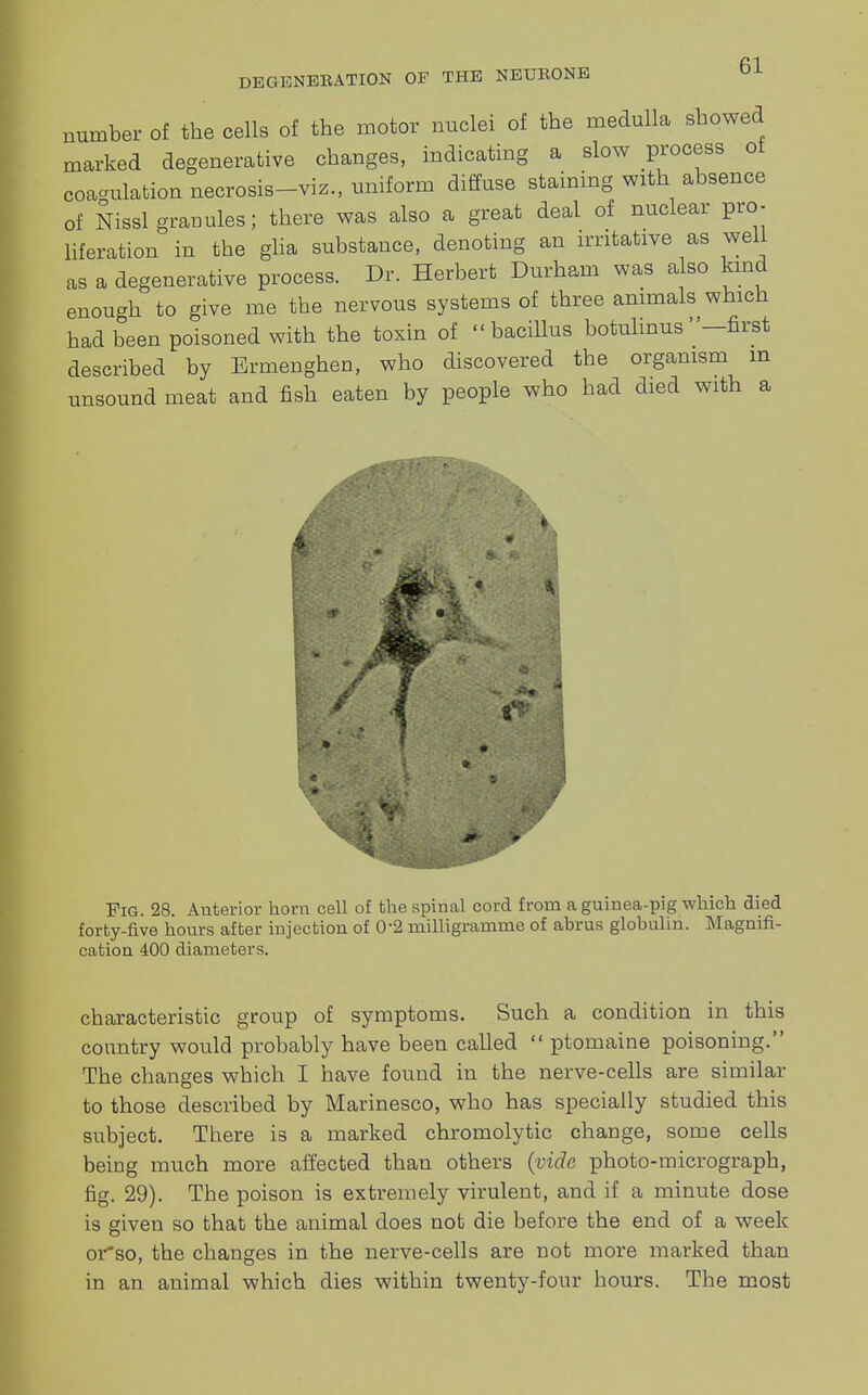 number of the cells of the motor nuclei of the medulla showed marked degenerative changes, indicating a slow process of coagulation necrosis-viz., uniform diffuse staining with absence of Nissl granules; there was also a great deal of nuclear pro- liferation in the glia substance, denoting an irritative as well as a degenerative process. Dr. Herbert Durham was also kind enough to give me the nervous systems of three animals which had been poisoned with the toxin of bacillus botulinus-first described by Ermenghen, who discovered the organism m unsound meat and fish eaten by people who had died with a Fig. 28. Anterior horn cell of the spinal cord from a guinea-pig which died forty-five hours after injection of 0-2 milligramme of abrus globulin. Magnifi- cation 400 diameters. characteristic group of symptoms. Such a condition in this country would probably have been called  ptomaine poisoning. The changes which I have found in the nerve-cells are similar to those described by Marinesco, who has specially studied this subject. There is a marked chromolytic change, some cells being much more affected than others (vide photo-micrograph, fig. 29). Tbe poison is extremely virulent, and if a minute dose is given so that the animal does not die before the end of a week orso, the changes in the nerve-cells are not more marked than in an animal which dies within twenty-four hours. The most