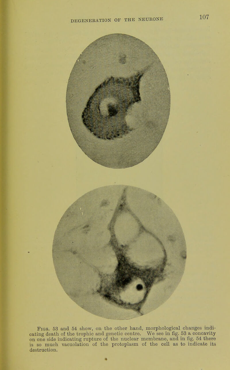 Figs. 53 and 54 show, on the other hand, morphological changes indi- cating death of the trophic and genetic centre. We see in fig. 53 a concavity on one side indicating rupture of the nuclear membrane, and in fig. 54 there is so much vacuolation of the protoplasm of the cell as to indicate its destruction.