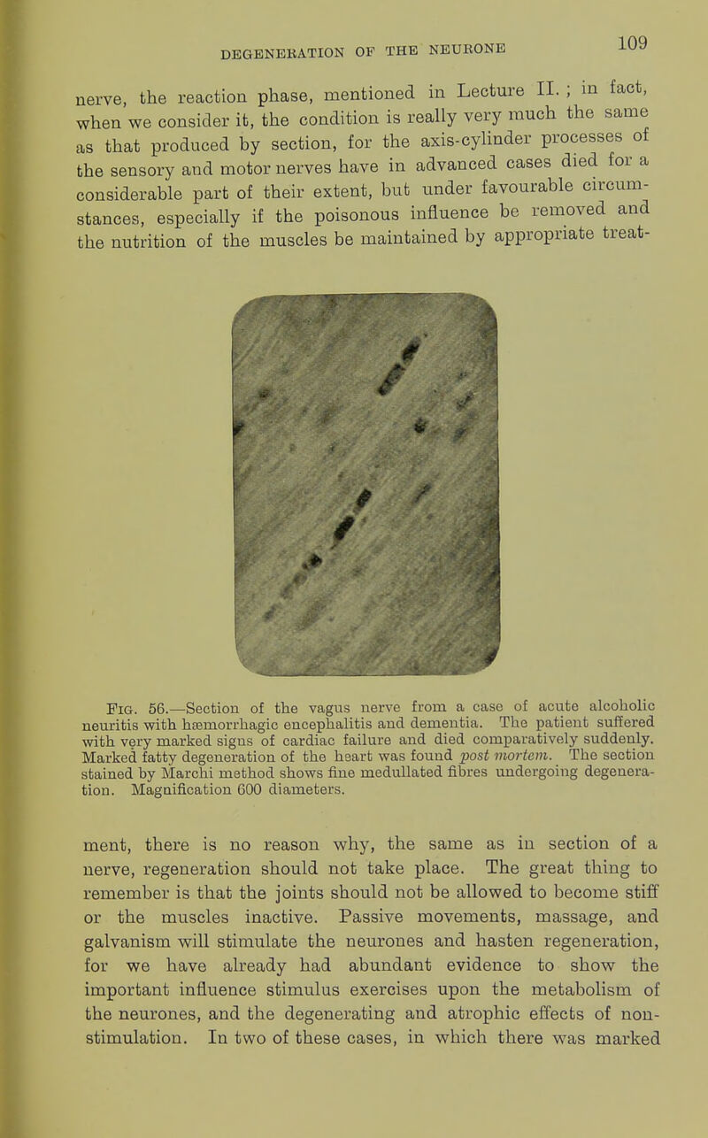 nerve, the reaction phase, mentioned in Lecture II. ; in fact, when we consider it, the condition is really very much the same as that produced by section, for the axis-cylinder processes of the sensory and motor nerves have in advanced cases died for a considerable part of their extent, but under favourable circum- stances, especially if the poisonous influence be removed and the nutrition of the muscles be maintained by appropriate treat- Fig. 56.—Section of the vagus nerve from a case of acute alcoholic neuritis with haemorrhagic encephalitis and dementia. The patient suffered with very marked signs of cardiac failure and died comparatively suddenly. Marked fatty degeneration of the heart was found post mortem. The section stained by Marchi method shows fine medullated fibres undergoing degenera- tion. Magnification 600 diameters. ment, there is no reason why, the same as in section of a nerve, regeneration should not take place. The great thing to remember is that the joints should not be allowed to become stiff or the muscles inactive. Passive movements, massage, and galvanism will stimulate the neurones and hasten regeneration, for we have already had abundant evidence to show the important influence stimulus exercises upon the metabolism of the neurones, and the degenerating and atrophic effects of non- stimulation. In two of these cases, in which there was marked