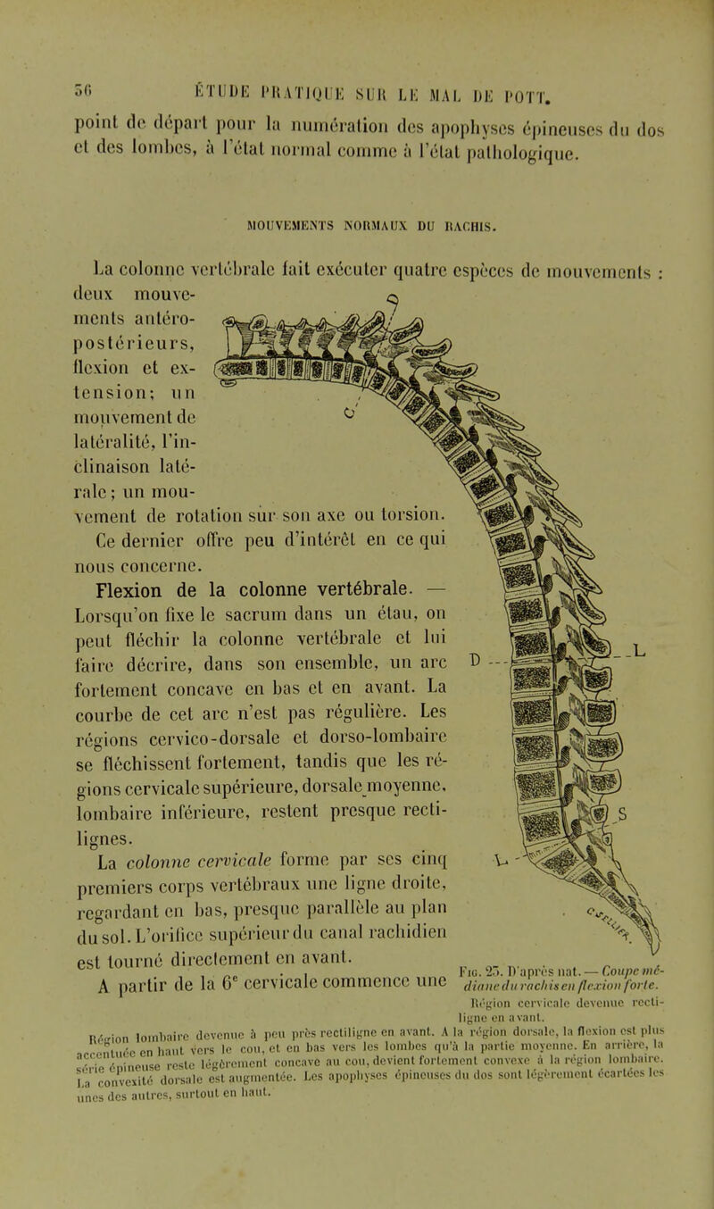 point de départ pour la numération des apophyses épineuses du dos et des lombes, à létal normal comme à létal pathologique. MOUVEMENTS INOKMAUX DU IUCH1S. La colonne vertébrale fait exécuter quatre espèces de mouvements deux mouve- ^ ments antéro- postérieurs, flexion et ex- tension; un mouvement de latéralité, l'in- clinaison laté- rale ; un mou- vement de rotation sur son axe ou torsion. Ce dernier offre peu d'intérêt en ce qui nous concerne. Flexion de la colonne vertébrale. — Lorsqu'on fixe le sacrum dans un élau, on peut fléchir la colonne vertébrale et lui faire décrire, dans son ensemble, un arc fortement concave en bas et en avant. La courbe de cet arc n'est pas régulière. Les régions cervico-dorsale et dorso-lombaire se fléchissent fortement, tandis que les ré- gions cervicale supérieure, dorsalemoyenne, lombaire inférieure, restent presque recti- lignes. La colonne cervicale forme par ses cinq premiers corps vertébraux une ligne droite, regardant en bas, presque parallèle au plan du sol. L'orilicc supérieur du canal rachidien est tourné directement en avant. , * . _« . , „ Fie. 2.>. D après nat. — Coupe mâ- A partir de la 6e cervicale commence une dianedurachis en flexion forte. Région cervicale devenue recti- ligne en avant. Réirion lombaire devenue à peu près recliligne en avant. A la région dorsale, la flexion est plus irronliH-c en haut vers le cou, et en bas vers les lombes qu'a la partie moyenne. En arrière, la énineuse reste légèrement concave au cou, devient fortement convexe à la région lombaire. La convexité dorsale est augmentée. Les apophyses épineuses du dos sont légèrement écartées les unes des autres, surtout en haut. rata