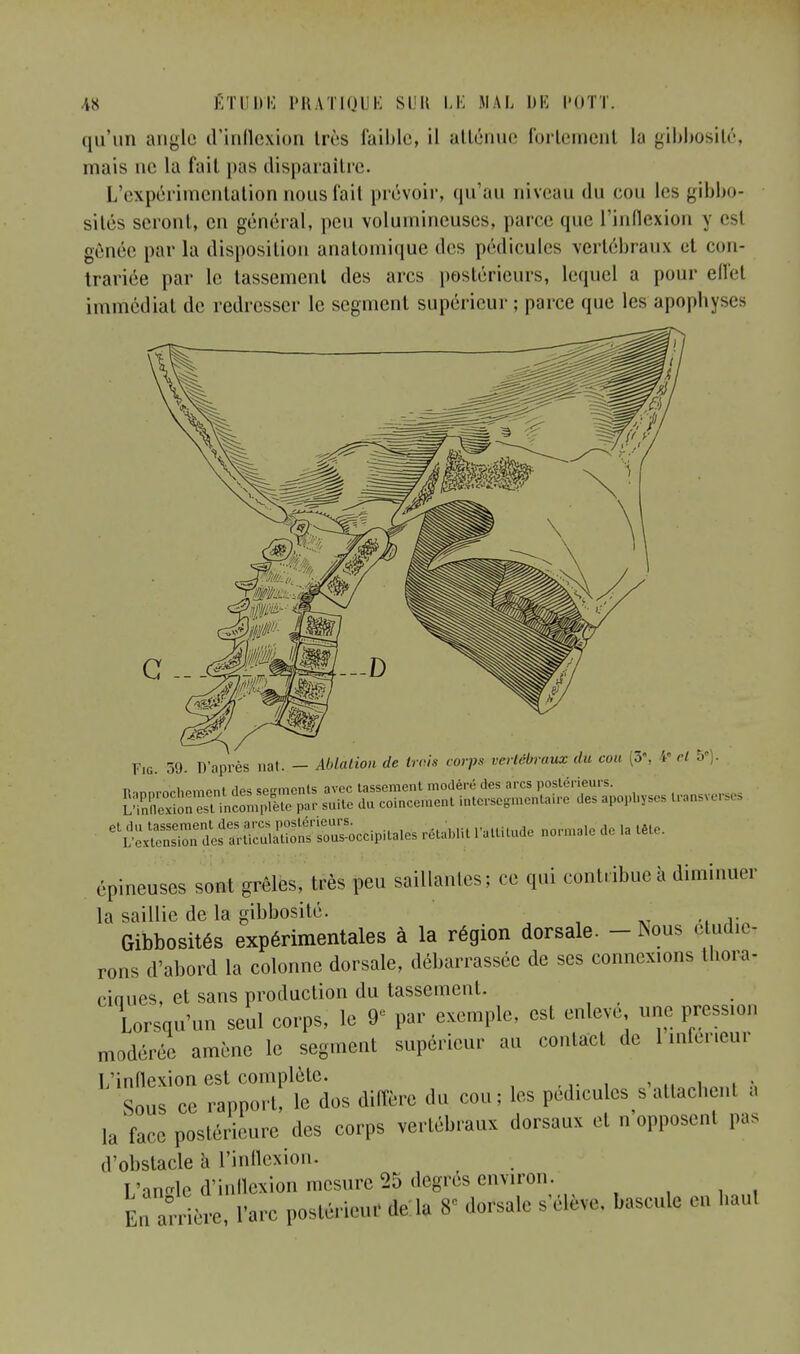 qu'un angle d'inflexion très faible, il atténue fortement la gibbosité, mais ne la fait pas disparaître. L'expérimentation nous fait prévoir, qu'au niveau du cou les gibbo- sités seront, en général, peu volumineuses, parce que l'inflexion y est gênée par la disposition anatomique des pédicules vertébraux et con- trariée par le tassement des arcs postérieurs, lequel a pour effet immédiat de redresser le segment supérieur ; parce que les apophyses Fig. 59- D'après nat. - Ablation de trois corps vertébraux du cou (3% i« cl 5'). R,nnrnrhPmpnt des serments avec tassement modéré des arcs postérieurs. ffiïï^^SE Par suite du coincement intersegmenta ire de. apophyses transverses e^eS^^SnÏ£oc,ipitales rétaoiit r.lUtude normale de .a tête. épineuses sont grêles, très peu saillantes; ce qui contribue à diminuer la saillie de la gibbosité. Gibbosités expérimentales à la région dorsale. - Isous étudie, rons d'abord la colonne dorsale, débarrassée de ses connexions thora- cinues, et sans production du tassement. Lorsqu'un seul corps, le 9° par exemple, est enlevé une pression modérée amène le segment supérieur au contact de 1 inférieur L'inflexion est complète. , .. ■ Sous ce rapport, le dos diffère du cou; les pédicules s attachent a la face postérieure des corps vertébraux dorsaux et n opposent pas d'obstacle à l'inflexion. L'angle d'inflexion mesure 25 degrés environ. • L arrière, l'arc postérieur de la 8> dorsale s'élève, bascule en haul