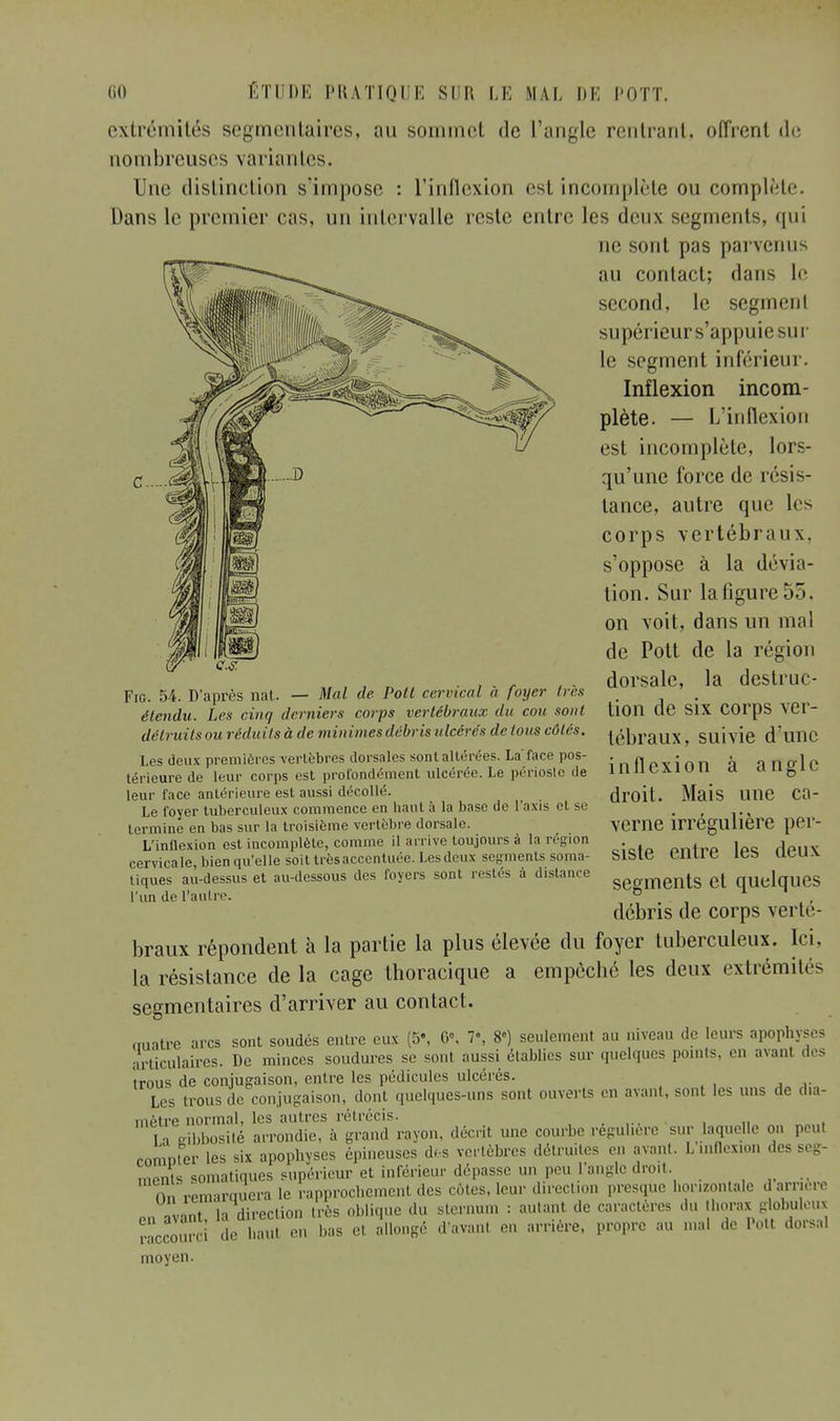 extrémités segmenlaires, au sommet de l'angle rentrant, offrent de nombreuses variantes. Une distinction s'impose : l'inflexion est incomplète ou complète. Dans le premier cas, un intervalle reste entre les deux segments, qui ne sont pas parvenus au contact; dans le second, le segment supérieur s'appuie sur le segment inférieur. Inflexion incom- plète. — L'inflexion est incomplète, lors- qu'une force de résis- tance, autre que les corps vertébraux, s'oppose à la dévia- tion. Sur la figure 55, on voit, dans un mal de Pott de la région , . dorsale, la destruc- Fig. 54. D'après nat. — Mal de Pott cervical a foyer 1res étendu. Les cinq derniers corps vertébraux du cou sont ïlOïi de SIX COrpS YCl- délruilsou réduits à de minimes débris ulcérés de tous côtés. lébraUX ? suivie d'illlC Les deux premières vertèbres dorsales sont altérées. La face pos- térieure de leur corps est profondément ulcérée. Le périoste de leur face antérieure est aussi décollé. Le foyer tuberculeux commence en haut à la base de l'axis et se termine en bas sur la troisième vertèbre dorsale. L'inflexion est incomplète, comme il arrive toujours à la région cervicale, bien qu'elle soit très accentuée. Les deux segments soraa- tiques au-dessus et au-dessous des foyers sont restés à distance l'un de l'autre. inflexion à angle droit. Mais une ca- verne irrégulière per- siste entre les deux segments et quelques débris de corps verté- braux répondent à la partie la plus élevée du foyer tuberculeux. Ici, la résistance de la cage thoracique a empêché les deux extrémité segmentaires d'arriver au contact. ouatre arcs sont soudés entre eux (5«, 6°, 7°, 8«) seulement au niveau de leurs apophyses articulaires. De minces soudures se sont aussi établies sur quelques points, en avant des trous de conjugaison, entre les pédicules ulcérés. Les trous de conjugaison, dont quelques-uns sont ouverts en avant, sont les uns de dia- mètre normal, les autres rétrécis. [a Ribbosité arrondie, à grand rayon, décrit une courbe régulière sur laquelle on peu) compter les six apophyses épineuses d*s vertèbres détruites en avant. Linflexion des seg- ments somatiques supérieur et inférieur dépasse un peu l ande droit. on rpmarauera le rapprochement des mies, leur direction presque horizontale damne nn avant la direction très oblique du sternum : autant de caractères du thorax globuleux raccourci de haut en bas et allongé d'avant en arrière, propre au uni ,1, l'on dorsal moyen.