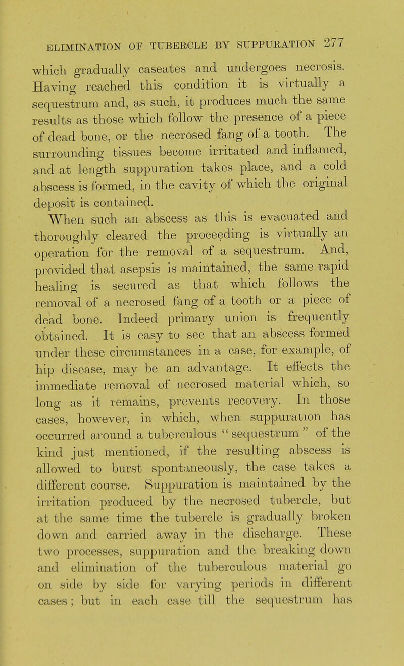 which gradually caseates and undergoes necrosis. Having reached this condition it is virtually a sequestrum and, as such, it produces much the same results as those which follow the presence of a piece of dead bone, or the necrosed fang of a tooth. The surrounding tissues become irritated and inflamed, and at length suppuration takes place, and a cold abscess is formed, in the cavity of which the original deposit is contained- When such an abscess as this is evacuated and thoroughly cleared the proceeding is virtually an operation for the .removal of a sequestrum. And, provided that asepsis is maintained, the same rapid healing is secured as that which follows the removal of a necrosed fang of a tooth or a piece of dead bone. Indeed primary union is frequently obtained. It is easy to see that an abscess formed under these circumstances in a case, for example, of hip disease, may be an advantage. It effects the immediate removal of necrosed material which, so long as it remains, prevents recovery. In those cases, however, in which, when suppuration has occurred around a tuberculous  sequestrum  of the kind just mentioned, if the resulting abscess is allowed to burst spontaneously, the case takes a different course. Suppuration is maintained by the irritation produced by the necrosed tubercle, but at the same time the tubercle is gradually broken down and carried away in the discharge. These two processes, suppuration and the breaking down and elimination of the tuberculous material go on side by side for varying periods in different cases; but in each case till the sequestrum has