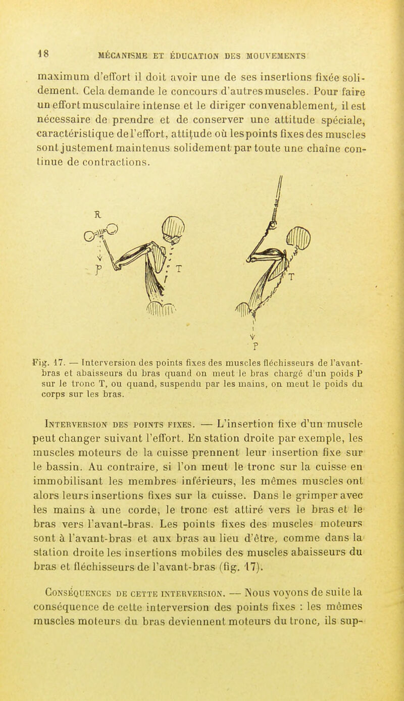 maximum d'eflbrt il doit avoir une de ses insertions fixée soli- dement. Cela demande le concours d'autres muscles. Pour faire un effort musculaire intense et le diriger convenablement, il est nécessaire de prendre et de conserver une attitude spéciale, caractéristique del'effort, attitude où les points fixes des muscles sont justement maintenus solidement par toute une chaîne con- tinue de contractions. Fig. 17. — Interversion des points fixes des muscles fléchisseurs de l'avant- bras et abaisseurs du bras quand on meut le bras chargé d'un poids P sur le tronc T, ou quand, suspendu par les mains, on meut le poids du corps sur les bras. Interversion des points fixes. — L'insertion fixe d'un muscle peut changer suivant l'effort. En station droite par exemple, les muscles moteurs de la cuisse prennent leur insertion fixe sur le bassin. Au contraire, si l'on meut le tronc sur la cuisse en immobilisant les membres inférieurs, les mêmes muscles ont alors leurs insertions fixes sur la cuisse. Dans le grimper avec les mains à une corde, le tronc est attiré vers le bras et le bras vers l'avanl-bras. Les points fixes des muscles moteurs sont à l'avant-bras et aux bras au lieu d'être, comme dans la station droite les insertions mobiles des muscles abaisseurs du bras et fléchisseurs de l'avant-bras (fig. 17). Conséquences de cette interversion. — Nous voyons de suite la conséquence de cette interversion des points fixes : les mêmes muscles moteurs du bras deviennent moteurs du tronc, ils sup- • P