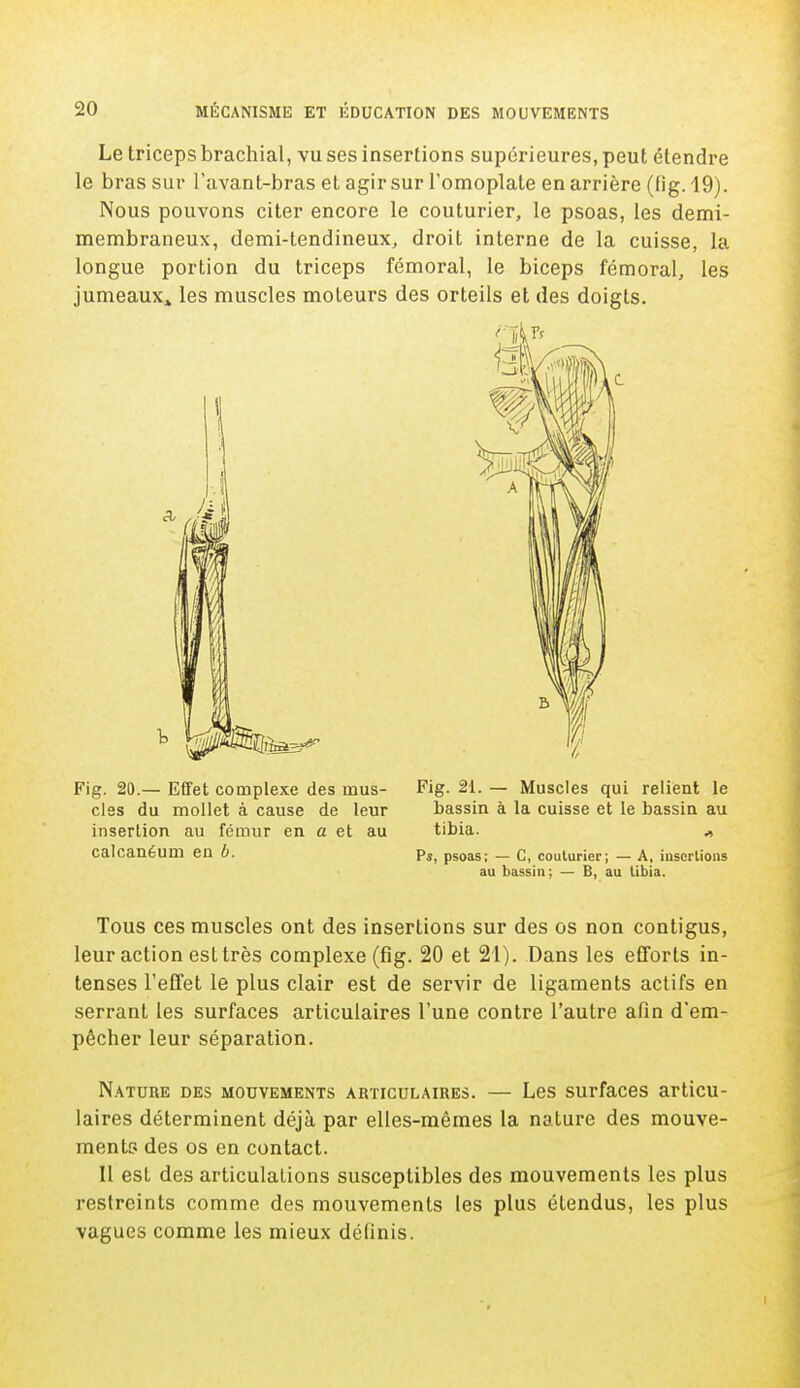 Le triceps brachial, vu ses insertions supérieures, peut étendre le bras sur l'avant-bras et agir sur l'omoplate en arrière (fig. 19). Nous pouvons citer encore le couturier, le psoas, les demi- membraneux, demi-tendineux, droit interne de la cuisse, la longue portion du triceps fémoral, le biceps fémoral, les jumeaux» les muscles moteurs des orteils et des doigts. Fig. 20.— Effet complexe des mus- Fig. 21. — Muscles qui relient le cles du mollet à cause de leur bassin à la cuisse et le bassin au insertion au fémur en a et au tibia. ., calcanéum en b. pS) psoas; — C, couturier; — A, insertions au bassin; — B, au tibia. Tous ces muscles ont des insertions sur des os non contigus, leur action est très complexe (fig. 20 et 21). Dans les efforts in- tenses l'effet le plus clair est de servir de ligaments actifs en serrant les surfaces articulaires l'une contre l'autre afin d'em- pêcher leur séparation. Nature des mouvements articulaires. — Les surfaces articu- laires déterminent déjà par elles-mêmes la nature des mouve- ments des os en contact. Il est des articulations susceptibles des mouvements les plus restreints comme des mouvements les plus étendus, les plus vagues comme les mieux définis.