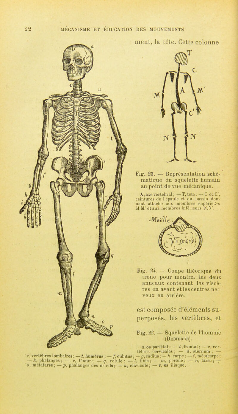 ment, la tête. Cette colonne Fig. 23. — Représentation sché- matique du squelette humaiu au point de vue mécanique. A,axe vertébral ; — T, tête; — C et C\ ceintures de l'épaule et du bassin don- nant attache aux membres supérieurs M,M'et aux membres inférieurs iN,N°. Fig. 24. — Coupe théorique du tronc pour montrer les deux anneaux contenant les viscè- res en avant et les centres ner- veux en arrière. est composée d'éléments su- perposés, les vertèbres, et Fig. 22. — Squelette de l'homme (Debiehue). a, os pariétal ; — b, frontal : — c, ver- tèbres cervicales ; — d, sternum ; — vertèbres lombaires ; — t, humérus ; — f, cubitus ; — r/, radius ; — h, carpe ; — t, métacarpe ; — k. phalanges; — r, iémur ; — q, rotulo ; — tibia; — m, péroné; — n, tarse ; — o, métatarse; — p, phalanges des orteils; — u, clavicule; — *, os iliaque.