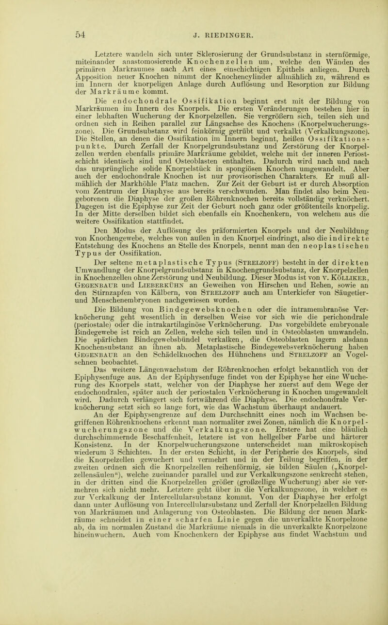 Letztere wandeln sich unter Sklerosierung der Grundsubstanz in sternförmige, miteinander anastomosierende Knochen ze 11 en um, welche den Wänden des primären Marl^raumes nach Art eines einschichtigen Epithels anUegen. Durch Apposition neuer Knochen ninuut der Knochencylinder allmählich zu, während es im Innern der knorpeligen Anlage durch Auflösung und Resorption zur Bildung der Markräume kommt. Die endochondrale Ossifikation beginnt erst mit der Bildung von Markräuraen im Innern des Knorpels. Die ersten Veränderungen bestehen hier in einer lebhaften Wucherung der Knorpelzellen. Sie vergrößern sich, teilen sich und ordnen sich in ßeihen parallel zur Längsachse des Knochens (Knorpelwucheruugs- zone). Die Grundsubstanz wird feinkörnig getrübt und verkalkt (Verkalkungszone). Die Stellen, an denen die Ossifikation im Innern beginnt, heißen Ossifikations- punkte. Durch Zerfall der Knorpelgrundsubstanz und Zerstörung der Knorpel- zellen werden ebenfalls primäre Markräume gebildet, welche mit der inneren Periost- schicht identisch sind und Osteoblasten enthalten. Dadurch wird nach und nach das ursprüngliche solide Knorpelstück in spongiösen Knochen umgewandelt. Aber auch der endochondrale Knochen ist nur provisorischen Charakters, Er muß all- mählich der Markhöhle Platz machen. Zur Zeit der Geburt ist er durch Absorption vom Zentrum der Diaphj'se aus bereits verschwunden. Man findet also beim Neu- geborenen die Diaphyse der großen Röhrenknochen bereits vollständig verknöchert. Dagegen ist die Epiphyse zur Zeit der Geburt noch ganz oder größtenteils knorpelig. In der Mitte derselben bildet sich ebenfalls ein Knochenkern, von welchem aus die weitere Ossifikation stattfindet. Den Modus der Auflösung des präformierten Knorpels und der Neubildung von Knochengewebe, welches von außen in den Knorpel eindringt, also die indirekte Entstehung des Knochens an Stelle des Knorpels, nennt man den neoplas tischen Typus der Ossifikation. Der seltene metaplastische Typus (Strelzoff) besteht in der direkten Umwandlung der Knorpelgrundsubstanz in Knochengrundsubstanz, der Knorpelzellen in Knochenzelleii ohne Zerstörung und Neubildung. Dieser Modus ist von v. Kölliker, Gegenbaur und Lieberkühn an Geweihen von Hirschen und Rehen, sowie an den Stirnzapfen von Kälbern, von Strelzoff auch am Unterkiefer von Säugetier- und Menschenembryonen nachgewiesen worden. Die Bildung von Bindegewebsknochen oder die intramembranöse Ver- knöcherung geht wesentlich in derselben Weise vor sich wie die perichondrale (periostale) oder die intrakartilaginöse Verknöcherung. Das vorgebildete embryonale Bindegewebe ist reich an Zellen, welche sich teilen und in Osteoblasten umwandeln. Die spärlichen Bindegewebsbündel verkalken, die Osteoblasten lagern alsdann Knochensubstanz an ihnen ab. Metaplastische Bindegewebsverknöcherung haben Gegenbaur an den Schädelknochen des Hühnchens und Strelzoff an Vogel- sehnen beobachtet. Das weitere Längenwachstum der Röhrenknochen erfolgt bekannthch von der Epiphysenfuge aus. An der Epiphysenfuge findet von der Epiphyse her eine Wuche- rung des Knorpels statt, welcher von der Diaphyse her zuerst auf dem Wege der endochondraleu, sjjäter auch der periostalen Verknöcherung in Knochen umgewandelt wird. Dadurch verlängert sich fortwährend die Diaphyse. Die endochondrale Ver- knöcherung setzt sich so lange fort, wie das Wachstum überhaupt andauert. An der Epiphysengrenze auf dem Durchschnitt eines noch im Wachsen be- griffenen Röhrenknochens erkennt man normaliter zwei Zonen, nämlich die Kn orpel - Wucherungszone und die Verkalkungszone. Erstere hat eine bläulich durchschimmernde Beschaffenheit, letztere ist von hellgelber Farbe und härterer Konsistenz. In der Knorpelwucherungszone unterscheidet man mikroskopisch wiederum 3 Schichten. In der ersten Schicht, iu der Peripherie des Knorpels, sind die Knorpelzellen gewuchert und vermehrt und in der Teilung begriffen, in der zweiten ordnen sich die Knorpelzellen reihenförmig, sie bilden Säulen („Knorpel- zellensäulen), welche zueinander parallel und zur Verkalkungszone senkrecht stehen, in der dritten sind die Knorpelzelleu größer (großzellige Wucherung) aber sie ver- mehren sich nicht mehr. Letztere geht über in die Verkalkungszone, in welcher es zur Verkalkung der Intercellularsubstanz kommt. Von der Diaphyse her erfolgt dann unter Auflösung von Intercellularsubstanz und Zerfall der Knorpelzellen Bildung von Markräumen und Anlagerung von Osteoblasten. Die Bildung der neuen Mark- räume schneidet in einer scharfen Linie gegen die unverkalkte Knorpelzone ab, da im normalen Zustand die Markräume niemals in die unverkalkte Knorpelzone hineinwuchern. Auch vom Knochenkern der Epiphyse aus findet Wachstum und