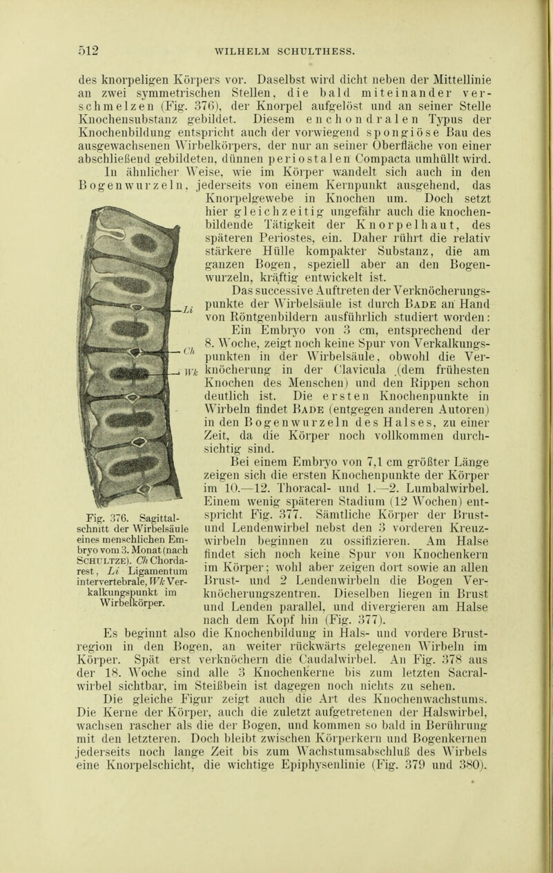 des knorpeligen Körpers vor. Daselbst wird dicht neben der Mittellinie an zwei symmetrischen Stellen, die bald miteinander ver- schmelzen (Fig. 376), der Knorpel aufgelöst und an seiner Stelle Knochensubstanz gebildet. Diesem e n c h o n d r a 1 e n Typus der Knochenbildung entspricht auch der vorwiegend spongiöse Bau des ausgewaclisenen Wirbelköi'pers, der nur an seiner Oberfläche von einer abschließend gebildeten, dünnen periostalen Compacta umhüllt wird. In ähnliche!' Weise, wie im Körper wandelt sich auch in den Bogen würz ein. jederseits von einem Kernpunkt ausgehend, das Knorpelgewebe in Knochen um. Doch setzt hier gleichzeitig ungefähr auch die knochen- bildende Tätigkeit der Knorpelhaut, des späteren Periostes, ein. Daher rührt die relativ stärkere Hülle kompakter Substanz, die am ganzen Bogen, speziell aber an den Bogen- wurzeln, kräftig entwickelt ist. Das successive Auftreten der Verknöcherungs- punkte der Wirbelsäule ist durch Bade an Hand von Röntgenbildern ausführlich studiert worden: Ein Embryo von 3 cm, entsprechend der 8. Woche, zeigt noch keine Spur von Verkalkungs- punkten in der Wirbelsäule, obwohl die Ver- knöcherung in der Clavicula (dem frühesten Knochen des Menschen) und den Rippen schon deutlich ist. Die ersten Knoclienpunkte in Wirbeln findet Bade (entgegen anderen Autoren) in den Bogenwurzeln des Halses, zu einer Zeit, da die Körper noch vollkommen durch- sichtig sind. Bei einem Embryo von 7,1 cm größter Länge zeigen sich die ersten Knochenpunkte der Körper im 10.—12. Thoracal- und 1.—2. Lumbaiwirbel. Einem wenig späteren Stadium (12 Wochen) ent- spricht Fig. 377. Sämtliclie Körper der Brust- und Lendenwirbel nebst den 3 vorderen Kreuz- wirbeln beginnen zu ossifizieren. Am Halse findet sich noch keine Spur von Knochenkern im Körper; wohl aber zeigen dort sowie an allen Brust- und 2 Lendenwirbeln die Bogen Ver- knöcheruugszentren. Dieselben liegen in Brust und Lenden parallel, und divergieren am Halse nach dem Kopf hin (Fig. 377). Es beginnt also die Knochenbildung in Hals- und vordere Brust- region in den Bogen, an weiter rückwärts gelegenen Wirbeln im Köi-per. Spät erst verknöchern die Caudalwirbel. An Fig. 378 aus der 18. Woche sind alle 3 Knochenkerne bis zum letzten Sacral- wirbel sichtbar, im Steißbein ist dagegen noch nichts zu sehen. Die gleiche Figur zeigt auch die Art des Knochenwachstums. Die Kerne der Körper, auch die zuletzt aufgetretenen der Halswirbel, wachsen rascher als die der Bogen, und kommen so bald in Berührung mit den letzteren. Doch bleibt zwischen Körperkern und Bogenkernen jederseits noch lange Zeit bis zum Wachstumsabscliluß des Wirbels eine Knorpelschicht, die wichtige Epiphysenlinie (Fig. 379 und 380). Fig. 376. Sagittal- schnitt der Wirbelsäule eines menschlichen Em- bryo vom 3. Monat (nach SCHULTZE). C7? Chorda- rest , Li Ligamentum intervertebrale, IFA- Ver- kalkungspunkt im Wirbelkörper.