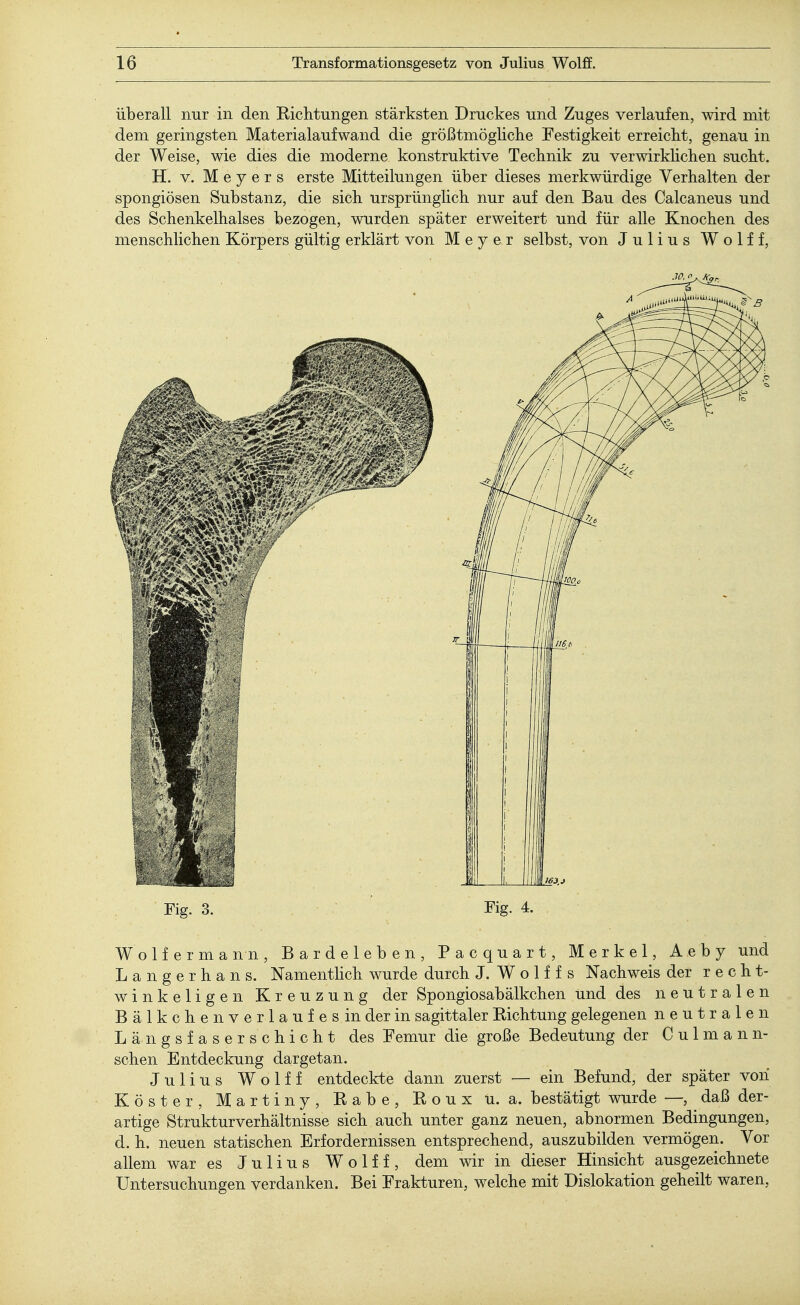 überall nur in den Richtungen stärksten Druckes und Zuges verlaufen, wird mit dem geringsten Materialaufwand die größtmögliche Festigkeit erreicht, genau in der Weise, wie dies die moderne konstruktive Technik zu verwirklichen sucht. H. v. Meyers erste Mitteilungen über dieses merkwürdige Verhalten der spongiösen Substanz, die sich ursprünglich nur auf den Bau des Calcaneus und des Schenkelhalses bezogen, wurden später erweitert und für alle Knochen des menschlichen Körpers gültig erklärt von Meyer selbst, von Julius Wolff, Fig. 3. Fig. 4. Wolfermann, Bardeleben, Pacquart, Merkel, Aeby und Langerhans. Namentlich wurde durch J. W o 1 f f s Nachweis der recht- winkeligen Kreuzung der Spongiosabälkchen und des neutralen Bälkchen Verlaufes in der in sagittaler Richtung gelegenen neutralen Längsfaserschicht des Femur die große Bedeutung der Culmann- sehen Entdeckung dargetan. Julius Wolff entdeckte dann zuerst — ein Befund, der später von Köster, Martiny, Rabe, Roux u. a. bestätigt wurde —, daß der- artige Strukturverhältnisse sich auch unter ganz neuen, abnormen Bedingungen, d. h. neuen statischen Erfordernissen entsprechend, auszubilden vermögen. Vor allem war es Julius Wolff, dem wir in dieser Hinsicht ausgezeichnete Untersuchungen verdanken. Bei Frakturen, welche mit Dislokation geheilt waren,