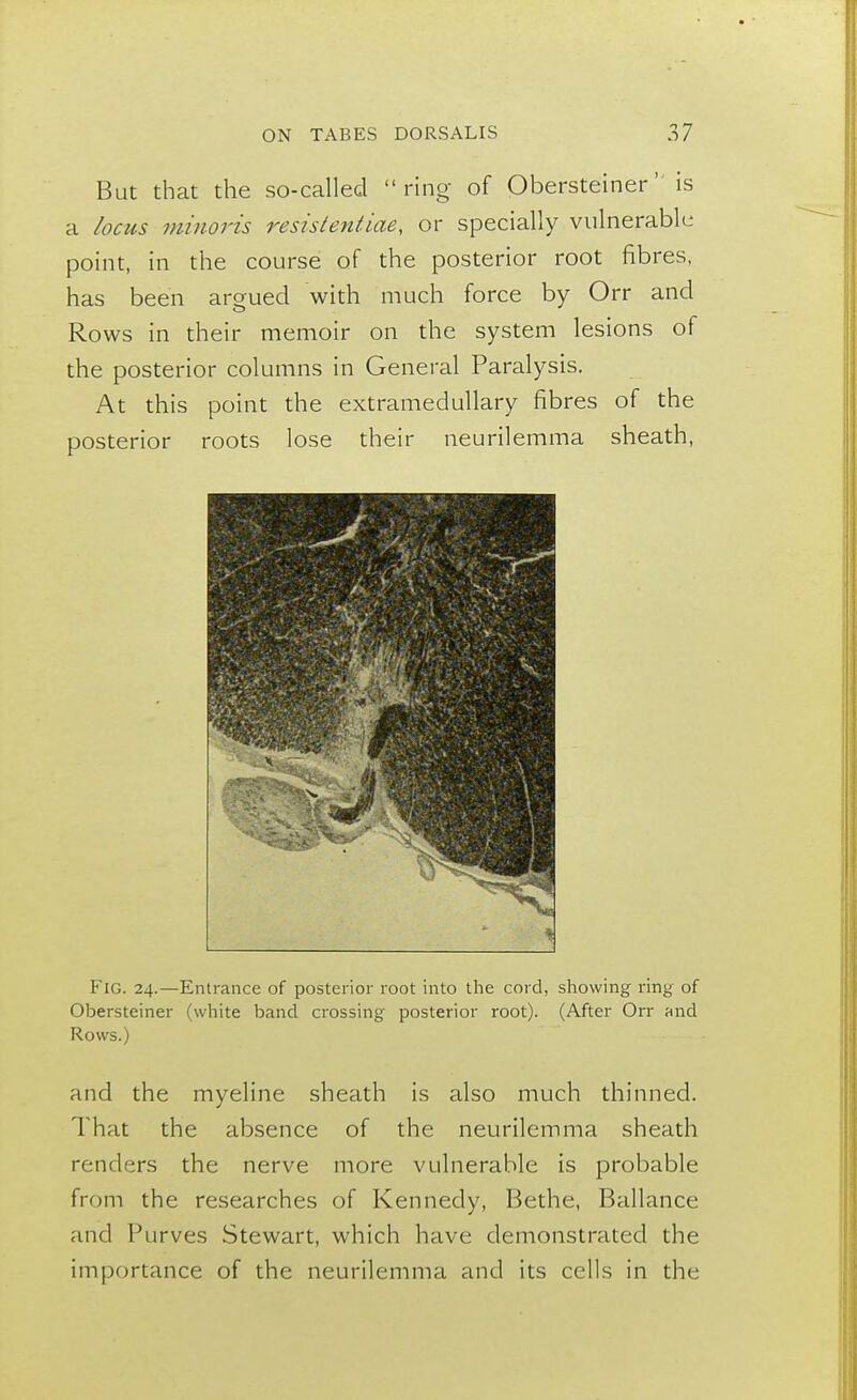 But that the so-called ring of Obersteiner' is a locus minoris resistentiae, or specially vulnerable point, in the course of the posterior root fibres, has been argued with much force by Orr and Rows in their memoir on the system lesions of the posterior columns in General Paralysis. At this point the extramedullary fibres of the posterior roots lose their neurilemma sheath, Fig. 24.—Entrance of posterior root into the cord, showing ring of Obersteiner (white band crossing posterior root). (After Orr and Rows.) and the myeline sheath is also much thinned. That the absence of the neurilemma sheath renders the nerve more vulnerable is probable from the researches of Kennedy, Bethe, Ballance and Purves Stewart, which have demonstrated the importance of the neurilemma and its cells in the