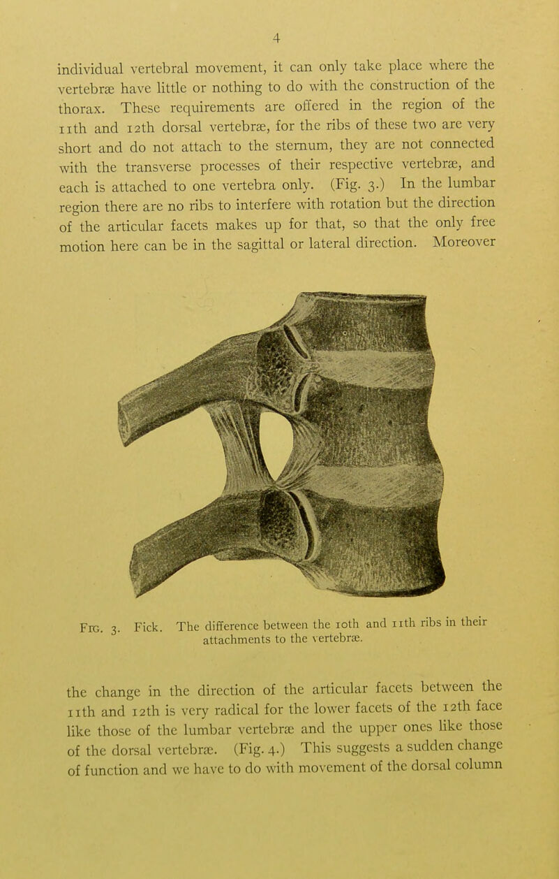 individual vertebral movement, it can only take place where the vertebras have little or nothing to do with the construction of the thorax. These requirements arc offered in the region of the nth and 12th dorsal vertebra;, for the ribs of these two are very short and do not attach to the sternum, they are not connected with the transverse processes of their respective vertebrae, and each is attached to one vertebra only. (Fig. 3.) In the lumbar region there are no ribs to interfere with rotation but the direction of the articular facets makes up for that, so that the only free motion here can be in the sagittal or lateral direction. Moreover Fro. 3. Fick. The difference between the 10th and nth ribs in their attachments to the vertebrae. the change in the direction of the articular facets between the nth and 12th is very radical for the lower facets of the 12th face like those of the lumbar vertebra; and the upper ones like those of the dorsal vertebra;. (Fig. 4.) This suggests a sudden change of function and we have to do with movement of the dorsal column