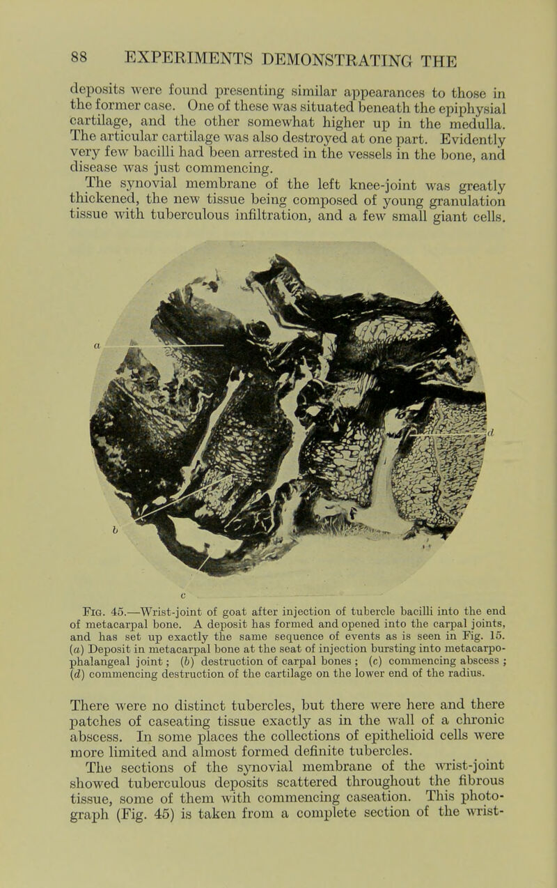 deposits were found presenting similar appearances to those in the former case. One of these was situated beneath the epiphysial cartilage, and the other somewhat higher up in the medulla. The articular cartilage Avas also destroyed at one part. Evidently very few bacilli had been arrested in the vessels in the bone, and disease was just commencing. The synovial membrane of the left knee-joint was greatly thickened, the new tissue being composed of young granulation tissue with tuberculous infiltration, and a few small giant cells. Fig. 45.—Wrist-joint of goat after injection of tubercle bacilli into the end of metacarpal bone. A deposit has formed and opened into the carpal joints, and has set up exactly the same sequence of events as is seen in Fig. 15. (a) Deposit in metacarpal bone at the seat of injection bursting into metacarpo- phalangeal joint; [b) destruction of carpal bones ; (c) commencing abscess ; \d) commencing destruction of the cartilage on the lower end of the radius. There were no distinct tubercles, but there were here and there patches of caseating tissue exactly as in the Avail of a clironic abscess. In some places the collections of epithelioid cells were more limited and almost formed definite tubercles. The sections of the synovial membrane of the Amst-joint showed tuberculous deposits scattered throughout the fibrous tissue, some of them with commencing caseation. This photo- graph (Fig. 45) is taken from a complete section of the Avrist-