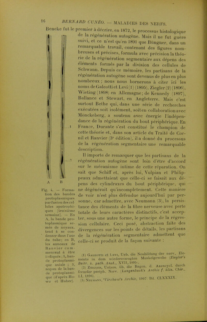 Beneke fut le pi premier à décrire, en 1872, le processus hislologique de la régénération autogène. Mais il ne fut guère Vig. -4. — Forma- tion des bandes protoplasmiques par fusion des cel- lules apotroplii- ques [troisième semaine], — En A, la bande pro- toplasmique se- mée de noyaux, tend à se con- denser dans l'axe du tube; en B, les anneaux de Ranvier com- mencent à être indiqués ; 1, ban- de protoplasmi- que axiale ; 3, noyau de la ban- de protoplasmi- que (d'après Ho- we et Huber). suivi, et ce n'est qu'en 1891 que Biingner, dans un remarquable travail, contenant des figures nom- breuses et précises, formula avec précision la théo- rie de la régénération segmentaire aux dépens des éléments formés par la division des cellules de Schwann. Depuis ce mémoire, les partisans de la régénération autogène sont devenus de plus en plus nombreux; nous nous bornerons à citer ici les noms de Galeotti et Levi (1 ) ( 1895;, Ziegler (2) ( 18! M ! . Wieting(1898) en Allemagne; de Kennedy (1897), Ballance et Stewart, en Angleterre. Mais c'est surtout Belhe qui, dans une série de recherches exécutées soit isolément, soiten collaboration ave. Monckeberg, a soutenu avec énergie l'indépen- dance de la régénération du bout périphérique. En France, Durante s'est constitué le champion de cette théorie et, dans son article du Traité de Cor- nil et Ranvier (3e édition), il a donné du processus de la régénération segmentaire une remarquable description. Il importe de remarquer que les partisans de la régénération autogène sont loin d'être d'accord sur le mécanisme intime de cette réparation. On sait que Schiff et, après lui, Vulpian et Philip- peaux admettaient que celle-ci se faisait aux dé- pens des cylindraxes du bout périphérique, qui ne dégénérait qu'incomplètement. Cette manière de voir n'est plus défendue aujourd'hui par per- sonne, car admettre, avec Neumann (3), la persis- tance des éléments de la fibre nerveuse avec perte totale de leurs caractères distinctifs, c'est accep- ter, sous une autre forme, le principe de la régres- sion cellulaire. Ceci posé, abstraction faite des divergences sur les points de détails, les partisans de la régénération segmentaire admettent que celle-ci se produit de la façon suivante : (1) Galeotti et Levi, Ueb. die Neubildung- der nerv. Ele- mente in dem wiedererzeugten Muskelgewebc {Zieglers Beilr. z. patli. Anal., XVII, 189di. (2) Ziegleh, Unters. iïb. die Regen. d. Axencycl. durcn fremder periph. Nerv. [Langenbeck's Arcluv f. Mm. W., (3) Neumann, 'Virehoufi Archiv, 1907 Bd. CLXXXIV