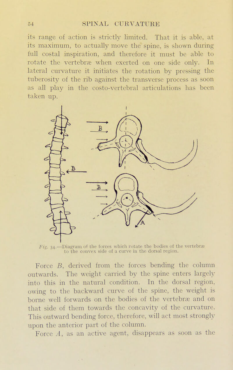 its range of action is strictly limited. That it is able, at its maximum, to actually move the spine, is shown during full costal inspiration, and therefore it must be able to rotate the vertebras when exerted on one side only. In lateral curvature it initiates the rotation by pressing the tuberosity of the rib against the transverse process as soon as all play in the costo-vertebral articulations has been taken up. 34.—Diagram of the forces which rotate the bodies of the vertebra1 to the convex side of a curve in the dorsal region. Force B, derived from the forces bending the column outwards. The weight carried by the spine enters largely into this in the natural condition. In the dorsal region, owing to the backward curve of the spine, the weight is borne well forwards on the bodies of the vertebrae and on that side of them towards the concavity of the curvature. This outward bending force, therefore, will act most strongly upon the anterior part of the column. Force ..4, as an active agent, disappears as soon as the