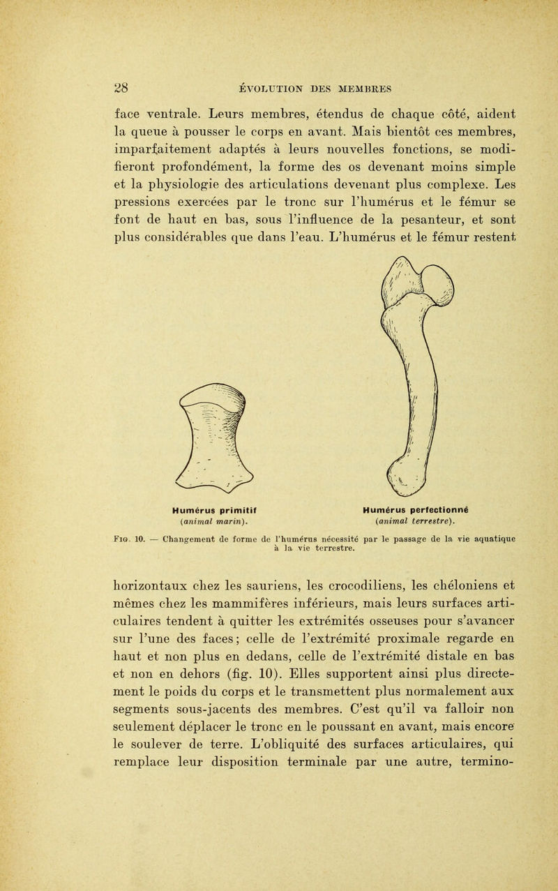 face ventrale. Leurs membres, étendus de chaque côté, aident la queue à pousser le corps en avant. Mais bientôt ces membres, imparfaitement adaptés à leurs nouvelles fonctions, se modi- fieront profondément, la forme des os devenant moins simple et la physiologie des articulations devenant plus complexe. Les pressions exercées par le tronc sur l'humérus et le fémur se font de haut en bas, sous l'influence de la pesanteur, et sont plus considérables que dans l'eau. L'humérus et le fémur restent Fie. 10. — Changement de forme de l'humérus nécessité par le passage de la vie aquatique à la vie terrestre. horizontaux chez les sauriens, les crocodiliens, les chéloniens et mêmes chez les mammifères inférieurs, mais leurs surfaces arti- culaires tendent à quitter les extrémités osseuses pour s'avancer sur l'une des faces ; celle de l'extrémité proximale regarde en haut et non plus en dedans, celle de l'extrémité distale en bas et non en dehors (fig. 10). Elles supportent ainsi plus directe- ment le poids du corps et le transmettent plus normalement aux segments sous-jacents des membres. C'est qu'il va falloir non seulement déplacer le tronc en le poussant en avant, mais encore le soulever de terre. L'obliquité des surfaces articulaires, qui remplace leur disposition terminale par une autre, termino- Humérus primitif (animal marin). Humérus perfectionné (animal terrestre).