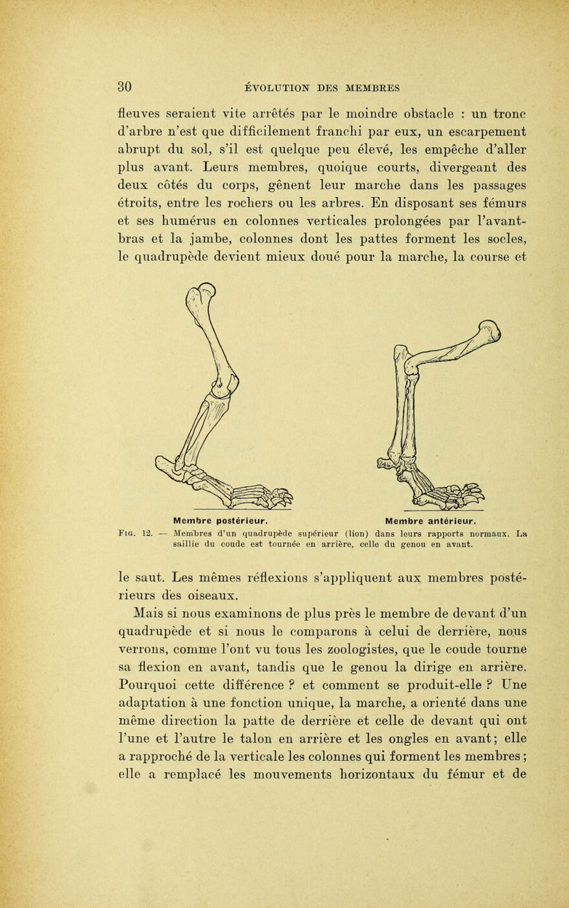 fleuves seraient vite arrêtés par le moindre obstacle : un tronc d'arbre n'est que difficilement franchi par eux, un escarpement abrupt du sol, s'il est quelque peu élevé, les empêche d'aller plus avant. Leurs membres, quoique courts, divergeant des deux côtés du corps, gênent leur marche dans les passages étroits, entre les rochers ou les arbres. En disposant ses fémurs et ses humérus en colonnes verticales prolongées par Pavant- bras et la jambe, colonnes dont les pattes forment les socles, le quadrupède devient mieux doué pour la marche, la course et Membre postérieur. Membre antérieur. Fig. 12. — Mem'bres d'un quadrupède supérieur (lion) dans leurs rapports normaux. La saillie du coude est tournée en arrière, celle du genou en avant. le saut. Les mêmes réflexions s'appliquent aux membres posté- rieurs dés oiseaux. Mais si nous examinons de plus près le membre de devant d'un quadrupède et si nous le comparons à celui de derrière, nous verrons, comme l'ont vu tous les zoologistes, que le coude tourne sa flexion en avant, tandis que le genou la dirige en arrière. Pourquoi cette différence ? et comment se produit-elle ? Une adaptation à une fonction unique, la marche, a orienté dans une même direction la patte de derrière et celle de devant qui ont Tune et l'autre le talon en arrière et les ongles en avant; elle a rapproché de la verticale les colonnes qui forment les membres ; elle a remplacé les mouvements horizontaux du fémur et de