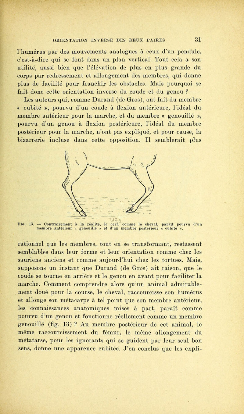 l'humérus par des mouvements analogues à ceux d'un pendule, c'est-à-dire qui se font dans un plan vertical. Tout cela a son utilité, aussi bien que l'élévation de plus en plus grande du corps par redressement et allongement des membres, qui donne plus de facilité pour franchir les obstacles. Mais pourquoi se fait donc cette orientation inverse du coude et du genou ? Les auteurs qui, comme Durand (de Gros), ont fait du membre « cubité », pourvu d'un coude à flexion antérieure, l'idéal du membre antérieur pour la marche, et du membre « genouillé », pourvu d'un genou à flexion postérieure, l'idéal du membre postérieur pour la marche, n'ont pas expliqué, et pour cause, la bizarrerie incluse dans cette opposition. Il semblerait plus Fig. 13. — Contrairement à la réalité, le cerf, comme le cheval, paraît pourvu d'un membre antérieur « genouillé » et d'un membre postérieur « cubité ». rationnel que les membres, tout en se transformant, restassent semblables dans leur forme et leur orientation comme chez les sauriens anciens et comme aujourd'hui chez les tortues. Mais, supposons un instant que Durand (de Gros) ait raison, que le coude se tourne en arrière et le genou en avant pour faciliter la marche. Comment comprendre alors qu'un animal admirable- ment doué pour la course, le cheval, raccourcisse son humérus et allonge son métacarpe à tel point que son membre antérieur, les connaissances anatomiques mises à part, paraît comme pourvu d'un genou et fonctionne réellement comme un membre genouillé (fig. 13) ? Au membre postérieur de cet animal, le même raccourcissement du fémur, le même allongement du métatarse, pour les ignorants qui se guident par leur seul bon sens, donne une apparence cubitée. J'en conclus que les expli-
