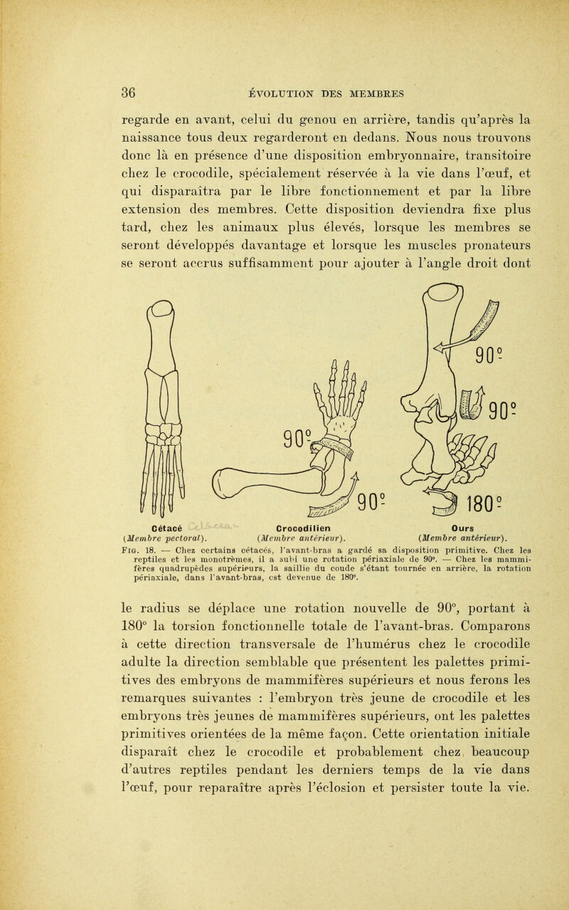 regarde en avant, celui du genou en arrière, tandis qu'après la naissance tous deux regarderont en dedans. Nous nous trouvons donc là en présence d'une disposition embryonnaire, transitoire chez le crocodile, spécialement réservée à la vie dans l'œuf, et qui disparaîtra par le libre fonctionnement et par la libre extension des membres. Cette disposition deviendra fixe plus tard, chez les animaux plus élevés, lorsque les membres se seront développés davantage et lorsque les muscles pronateurs se seront accrus suffisamment pour ajouter à l'angle droit dont Cétacé Crocodilien Ours (Membre pectoral). (Membre antérieur). (Membre antérieur). Fig. 18. — Chez certains cétacés, l'avant-bras a gardé sa disposition primitive. Chez les reptiles et les monotrèines, il a subi une rotation périaxiale de 90°. — Chez les mammi- fères quadi*upèdes supérieurs, la saillie du coude s'étant tournée en arrière, la rotation périaxiale, dans l'avant-bras, est devenue de 180°. le radius se déplace une rotation nouvelle de 90°, portant à 180° la torsion fonctionnelle totale de l'avant-bras. Comparons à cette direction transversale de l'humérus chez le crocodile adulte la direction semblable que présentent les palettes primi- tives des embryons de mammifères supérieurs et nous ferons les remarques suivantes : l'embryon très jeune de crocodile et les embryons très jeunes de mammifères supérieurs, ont les palettes primitives orientées de la même façon. Cette orientation initiale disparaît chez le crocodile et probablement chez beaucoup d'autres reptiles pendant les derniers temps de la vie dans l'œuf, pour reparaître après l'éclosion et persister toute la vie.