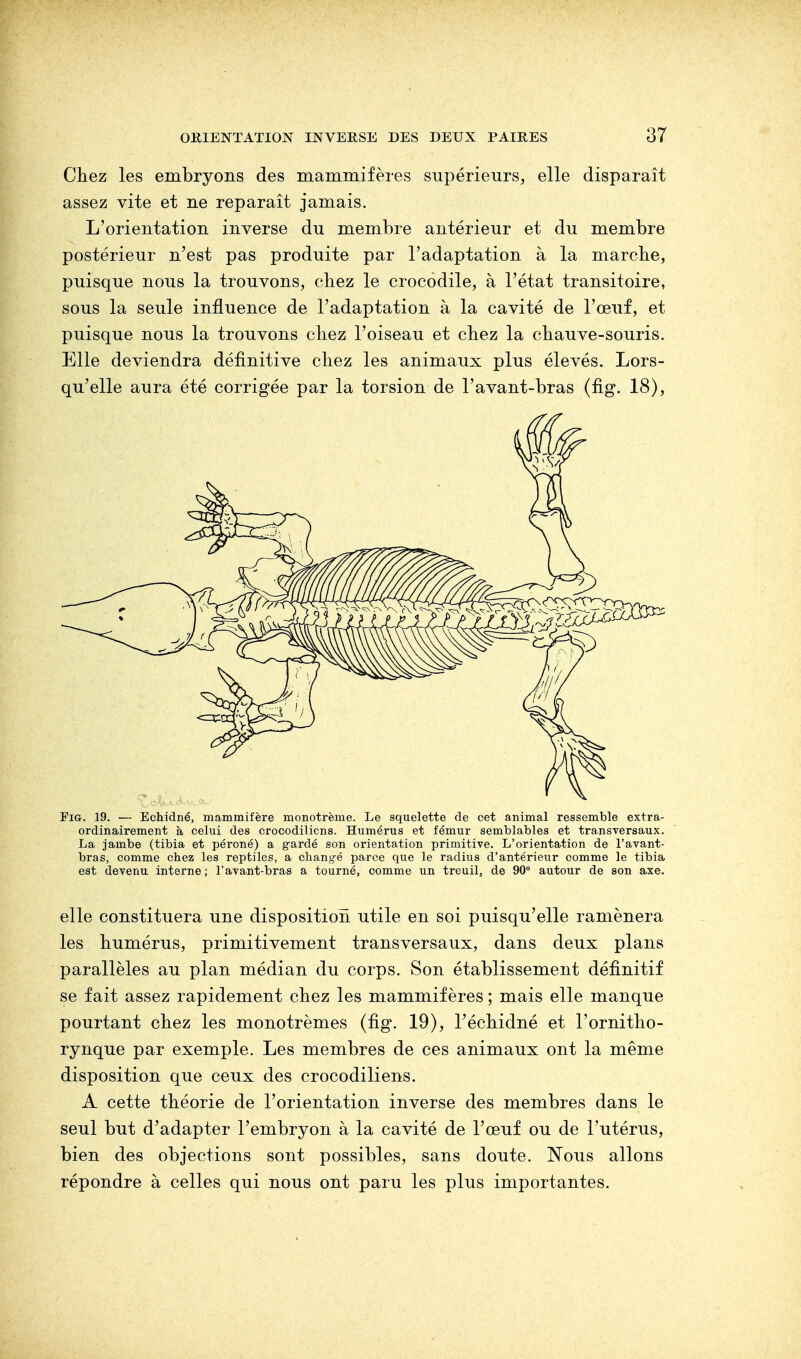 87 Chez les embryons des mammifères supérieurs, elle disparaît assez vite et ne reparaît jamais. L'orientation inverse du membre antérieur et du membre postérieur n'est pas produite par l'adaptation à la marche, puisque nous la trouvons, chez le crocodile, à l'état transitoire, sous la seule influence de l'adaptation à la cavité de l'œuf, et puisque nous la trouvons chez l'oiseau et chez la chauve-souris. Elle deviendra définitive chez les animaux plus élevés. Lors- qu'elle aura été corrigée par la torsion de l'avant-bras (fig. 18), Fig. 19. — Echidné, mammifère monotrème. Le squelette de cet animal ressemble extra- ordinairement à celui des crocodiliens. Humérus et fémur semblables et transversaux. La jambe (tibia et péroné) a gardé son orientation primitive. L'orientation de l'avant- bras, comme chez les reptiles, a changé parce que le radius d'antérieur comme le tibia est devenu interne; l'avant-bras a tourné, comme un treuil, de 90° autour de son axe. elle constituera une disposition utile en soi puisqu'elle ramènera les humérus, primitivement transversaux, dans deux plans parallèles au plan médian du corps. Son établissement définitif se fait assez rapidement chez les mammifères ; mais elle manque pourtant chez les monotrèmes (fig. 19), l'échidné et l'ornitho- rynque par exemple. Les membres de ces animaux ont la même disposition que ceux des crocodiliens. A cette théorie de l'orientation inverse des membres dans le seul but d'adapter l'embryon à la cavité de l'œuf ou de l'utérus, bien des objections sont possibles, sans doute. Nous allons répondre à celles qui nous ont paru les plus importantes.